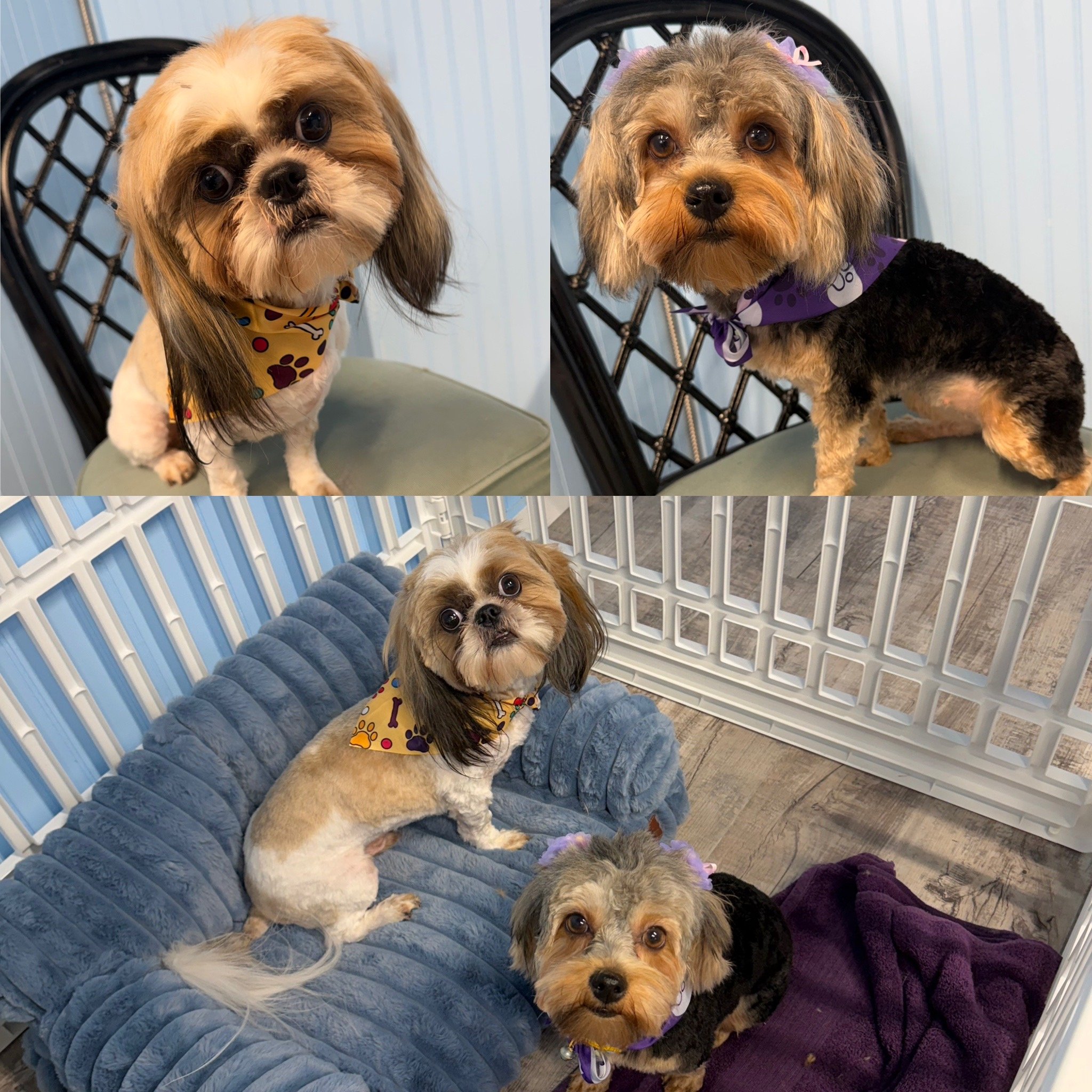 Four small dogs neatly groomed and wearing festive bandanas sitting indoors after full dog grooming services.