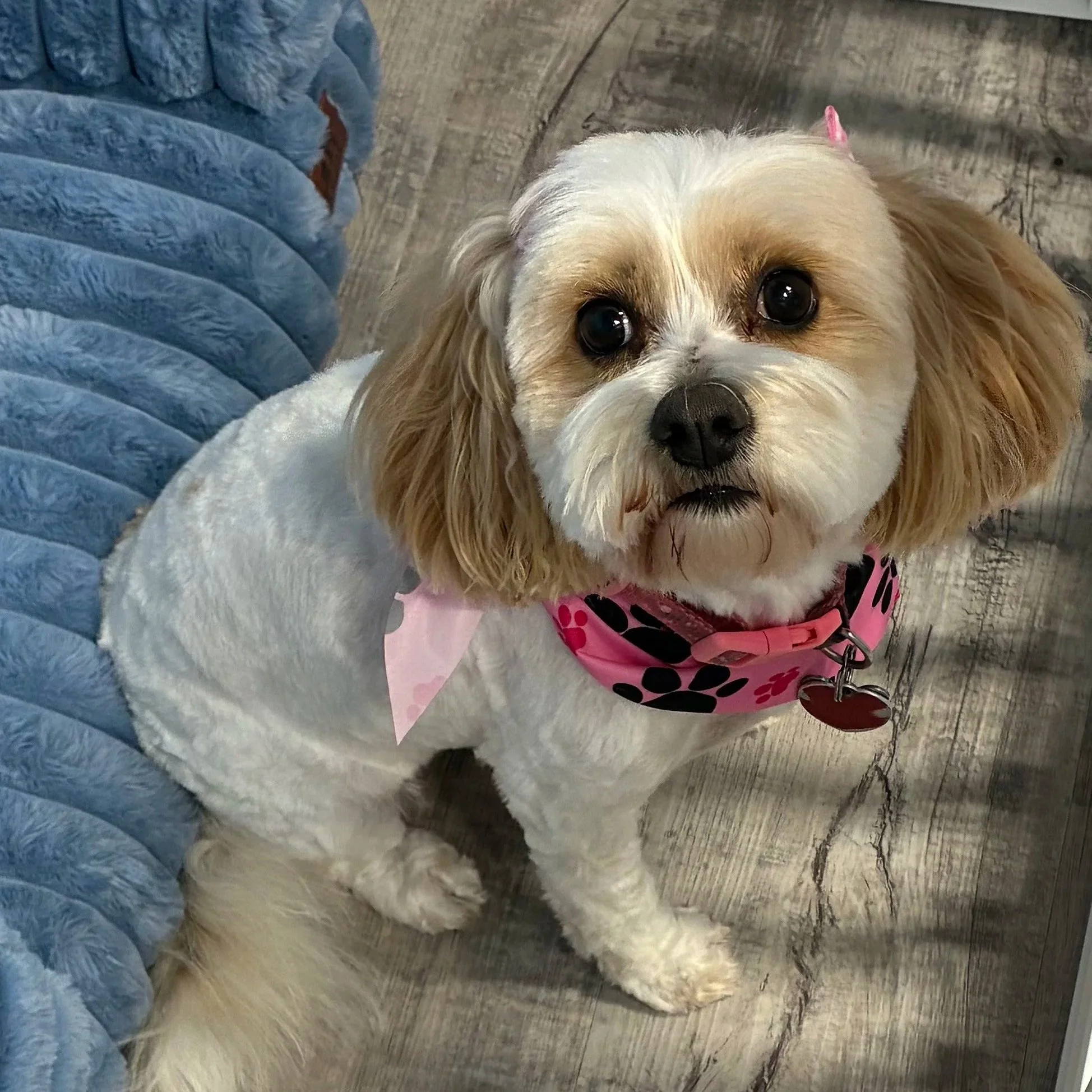 Close-up of a small light-colored dog with long ears, big dark eyes, wearing a pink and black polka dot harness, resting on a wooden floor with blue quilted blanket nearby.