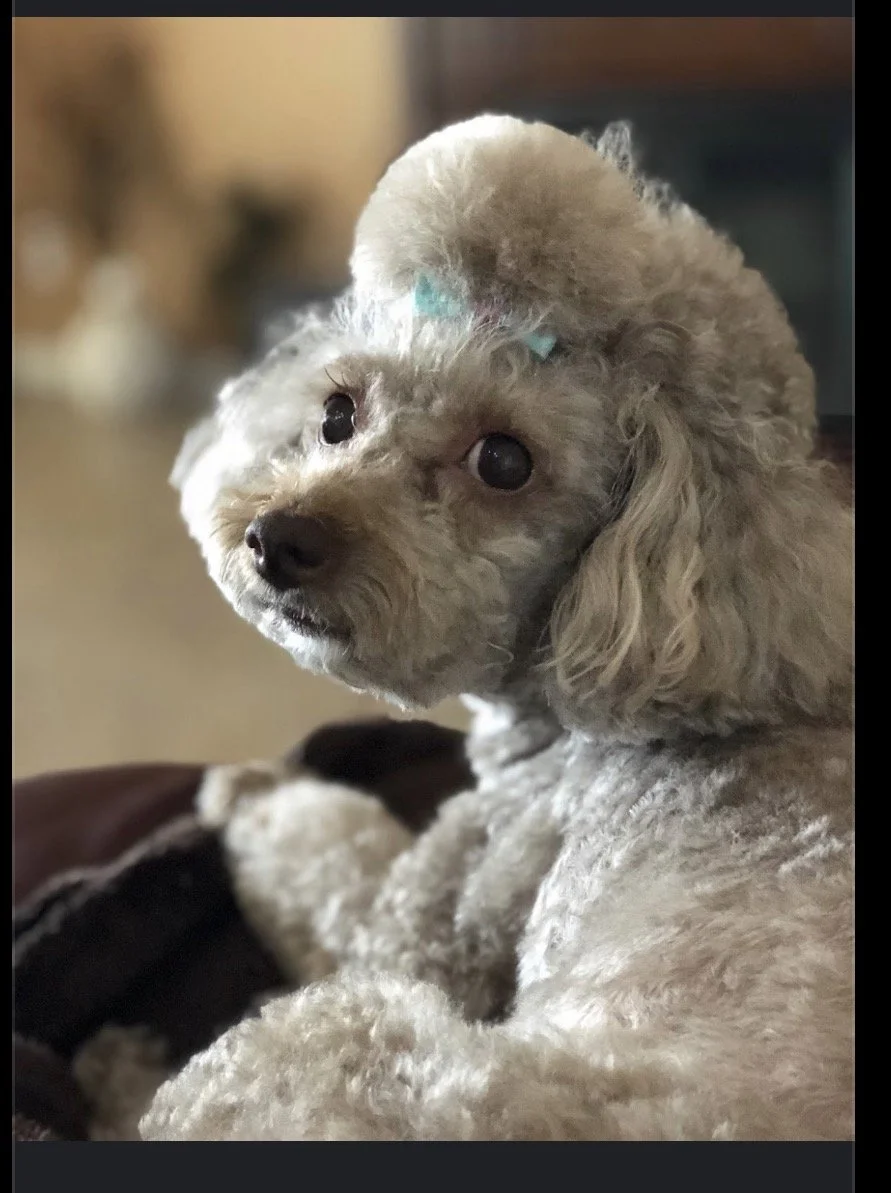 A small, curly-haired dog with a light tan coat looking at the camera, wearing a blue bow on its head.