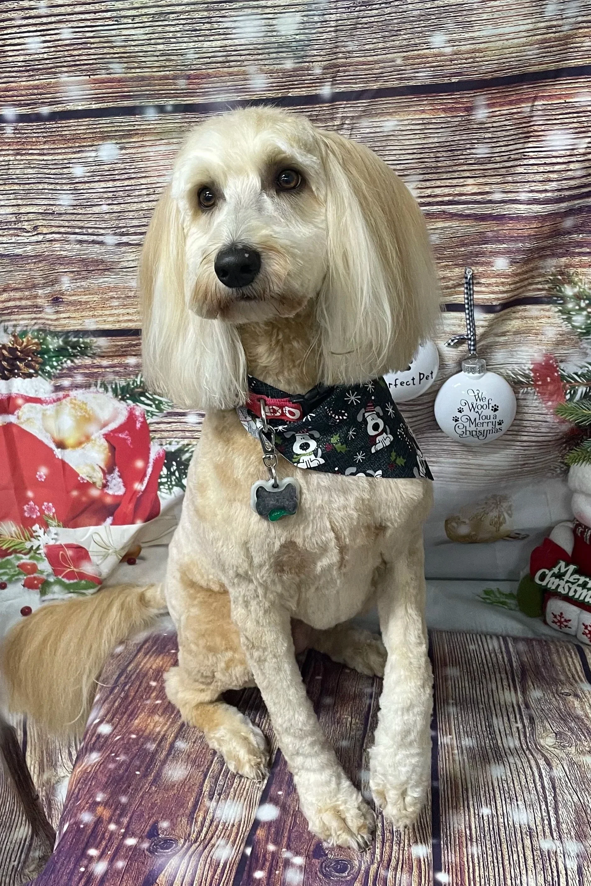 A yellow dog with long ears sitting on a wooden bench decorated with Christmas ornaments and greenery, with a wooden background and snowflakes in the overlay.