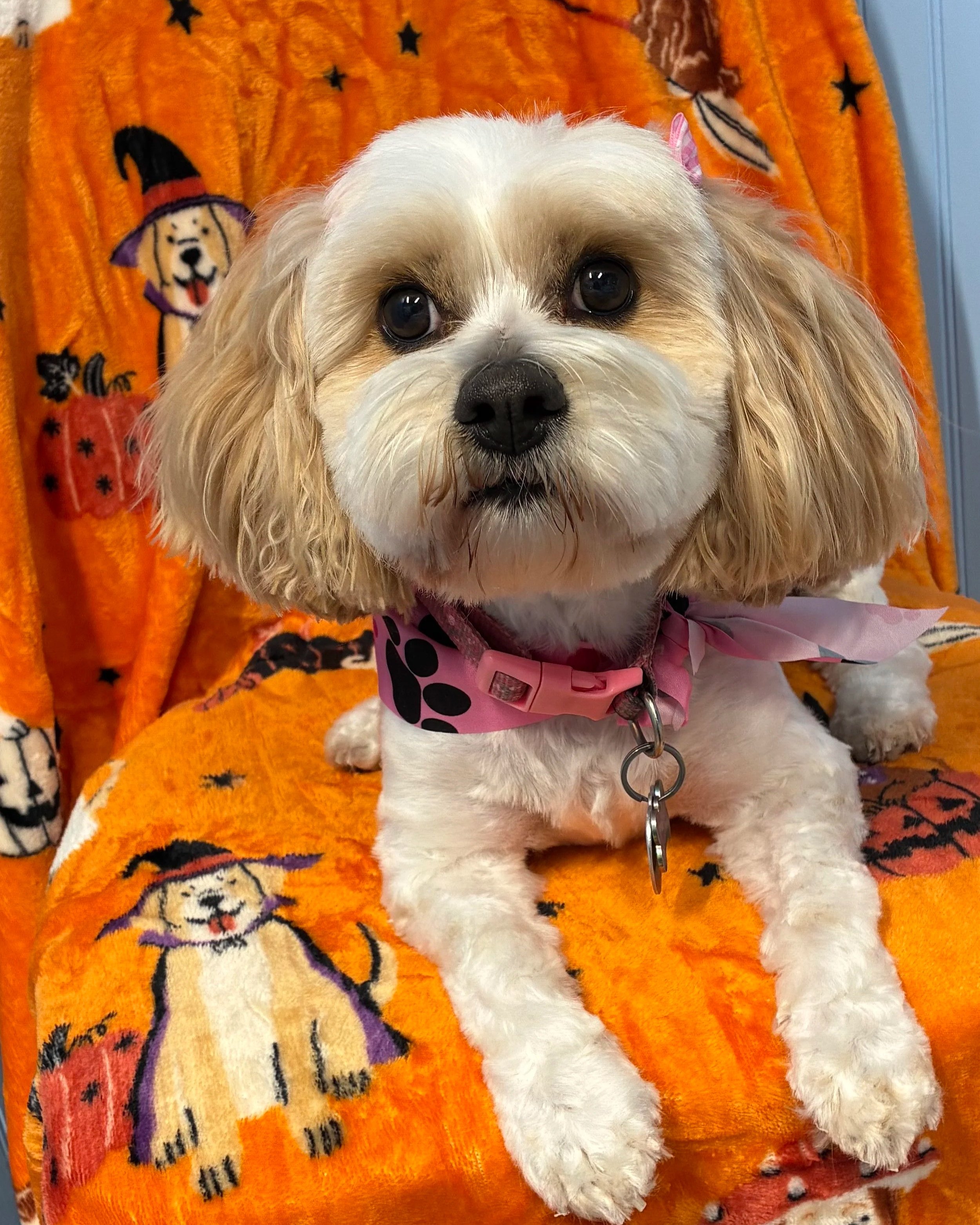 A cute white and tan puppy with long floppy ears is sitting on an orange, Halloween-themed blanket decorated with black cats, witches, and stars. The puppy has big brown eyes, a black nose, is neatly groomed and feeling relaxed