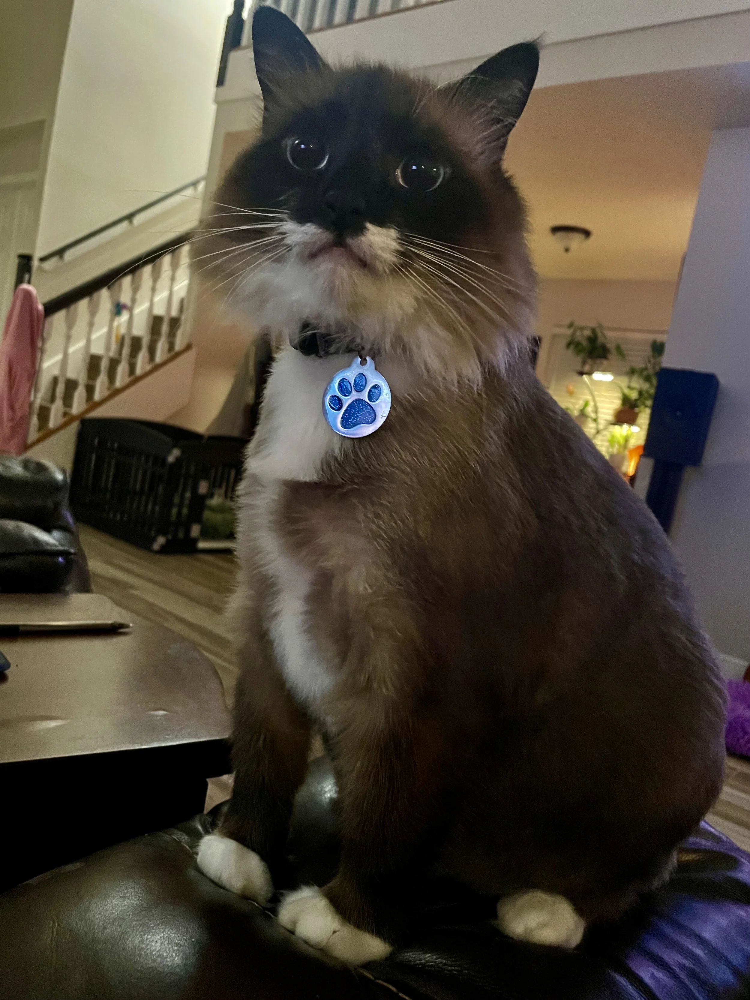 A close-up of a fluffy brown and white cat with large dark eyes, a black nose, and a blue paw print collar tag, sitting on a dark leather surface in an indoor setting.