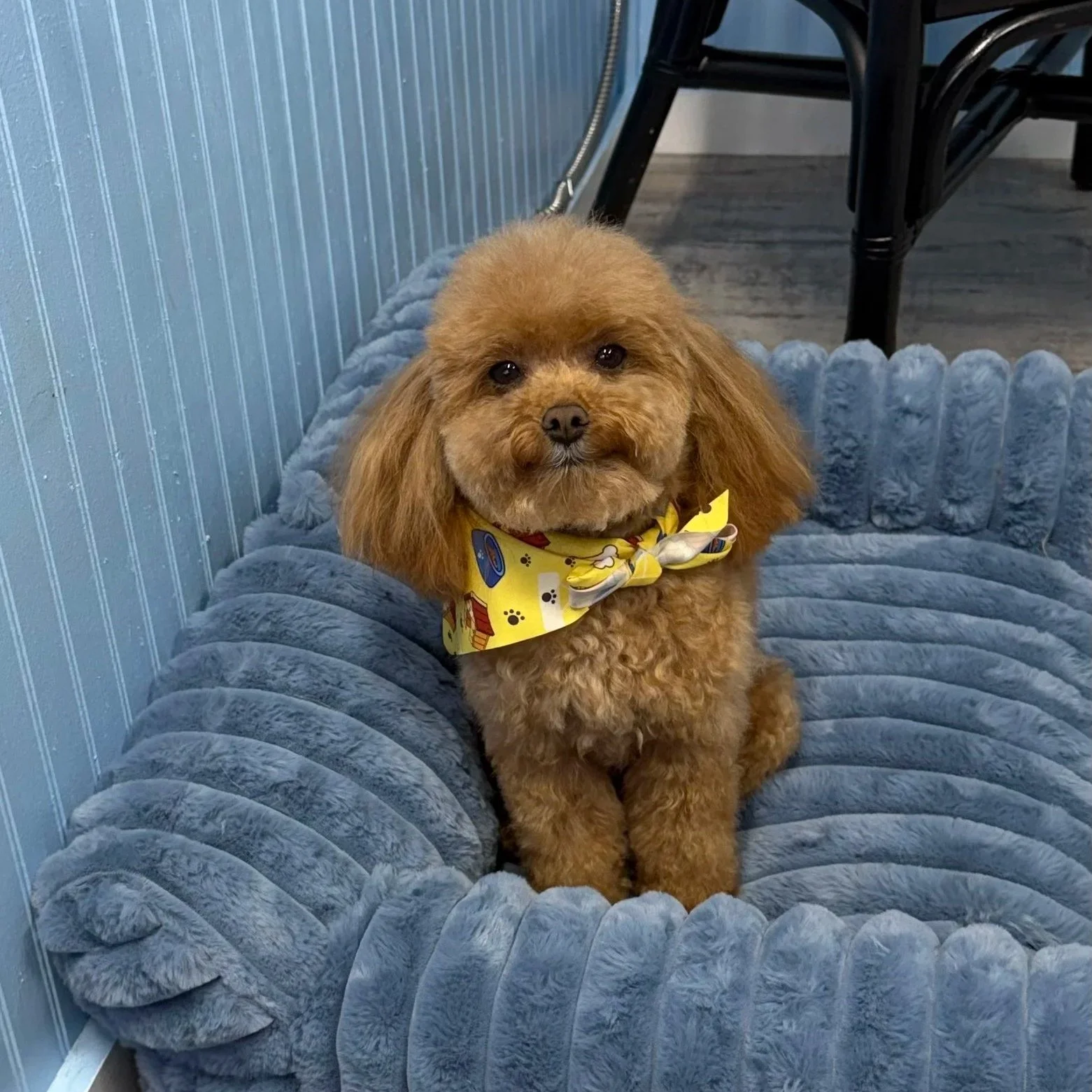 A small brown doodle puppy sitting on a plush, blue, round pet bed with a quilted design, wearing a yellow bandana with cartoon bones and paw prints.