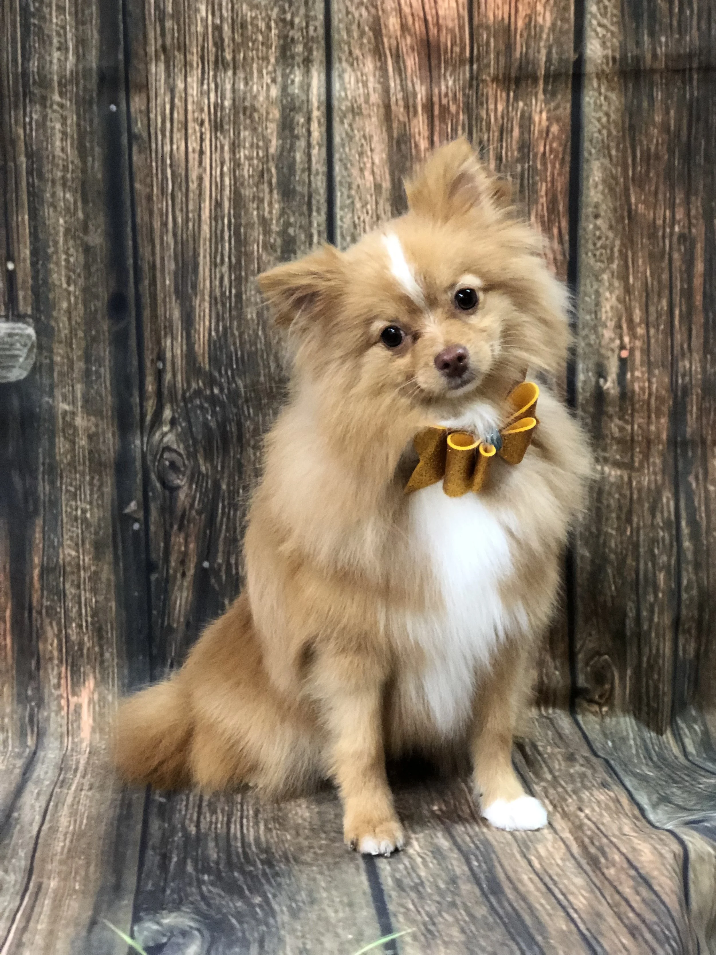 A small fluffy dog with tan and white fur, dark eyes, and a brown bow tie, sitting in front of a wooden background.