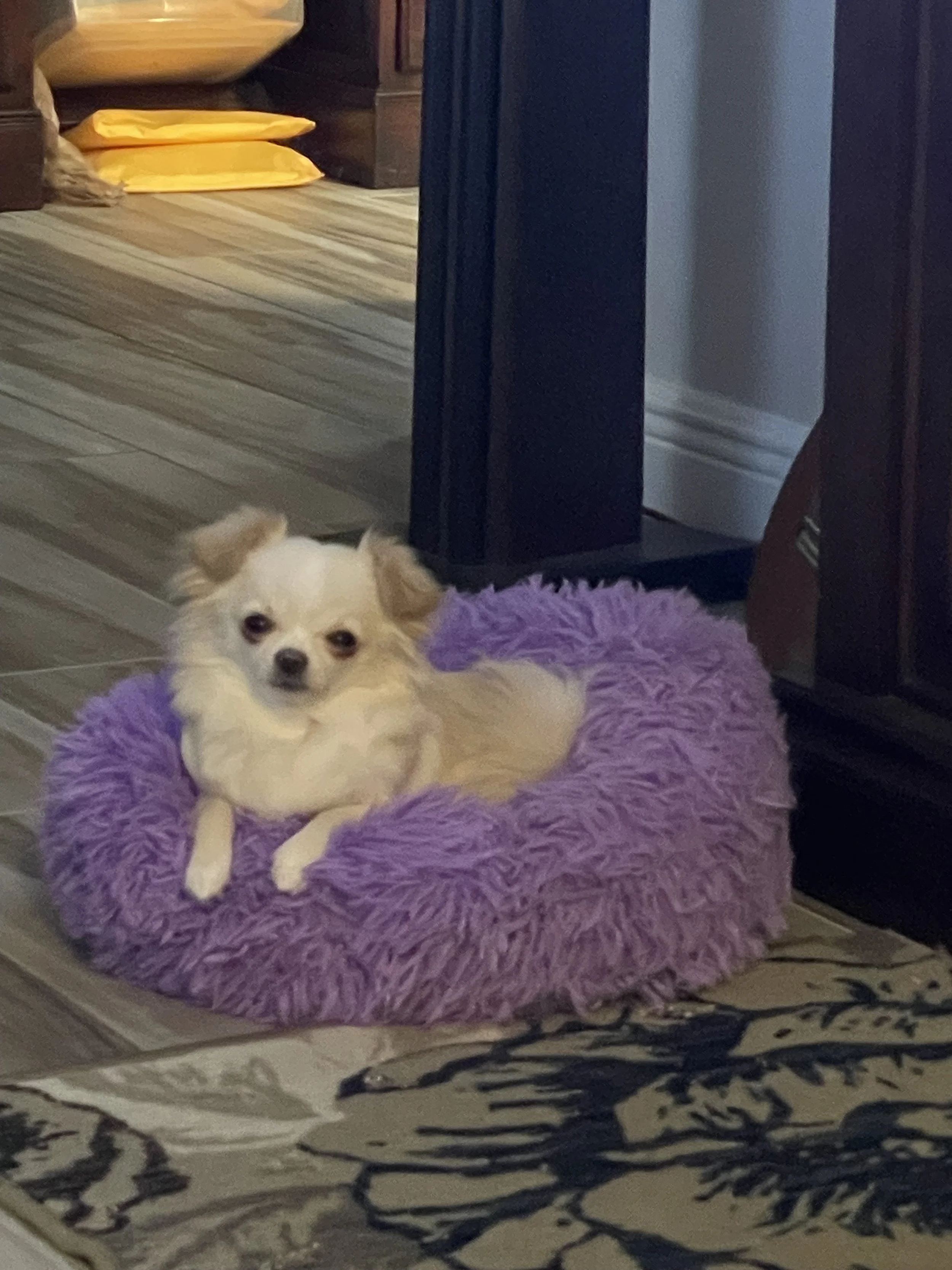 A small cream-colored dog is laying on a purple fluffy bed, beneath a piece of furniture with a patterned black and white carpet visible in the foreground.