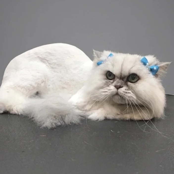 A fluffy white long-haired cat lying down on a dark background after a professional feline grooming session