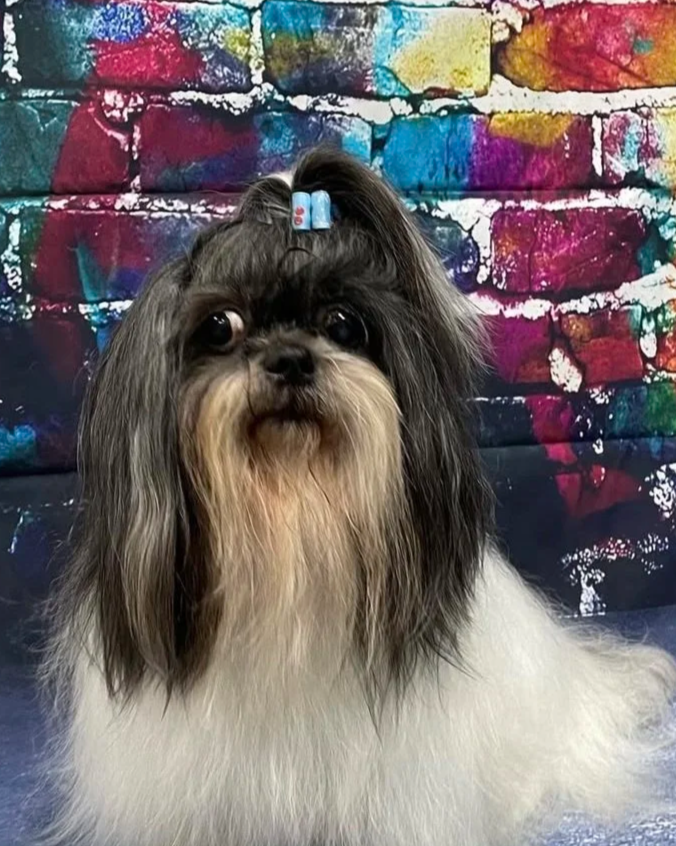 A small dog with long, parted hair, tan and black coloring, and a blue bow on its head, sitting in front of a colorful, graffiti-style wall.