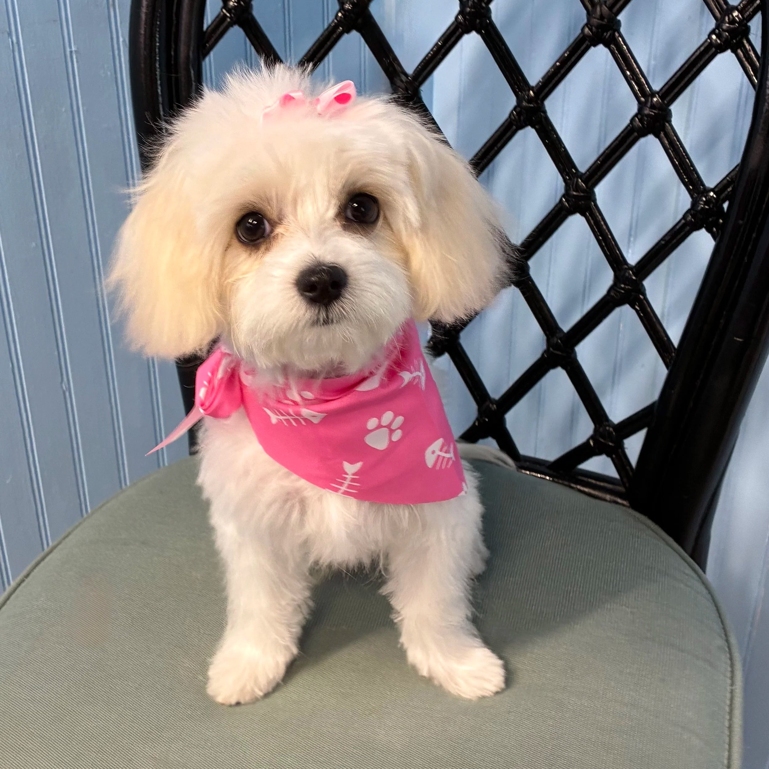 A fluffy white small dog wearing a bright pink paw-print bandana looking happy after a gentle bath and tidy groom