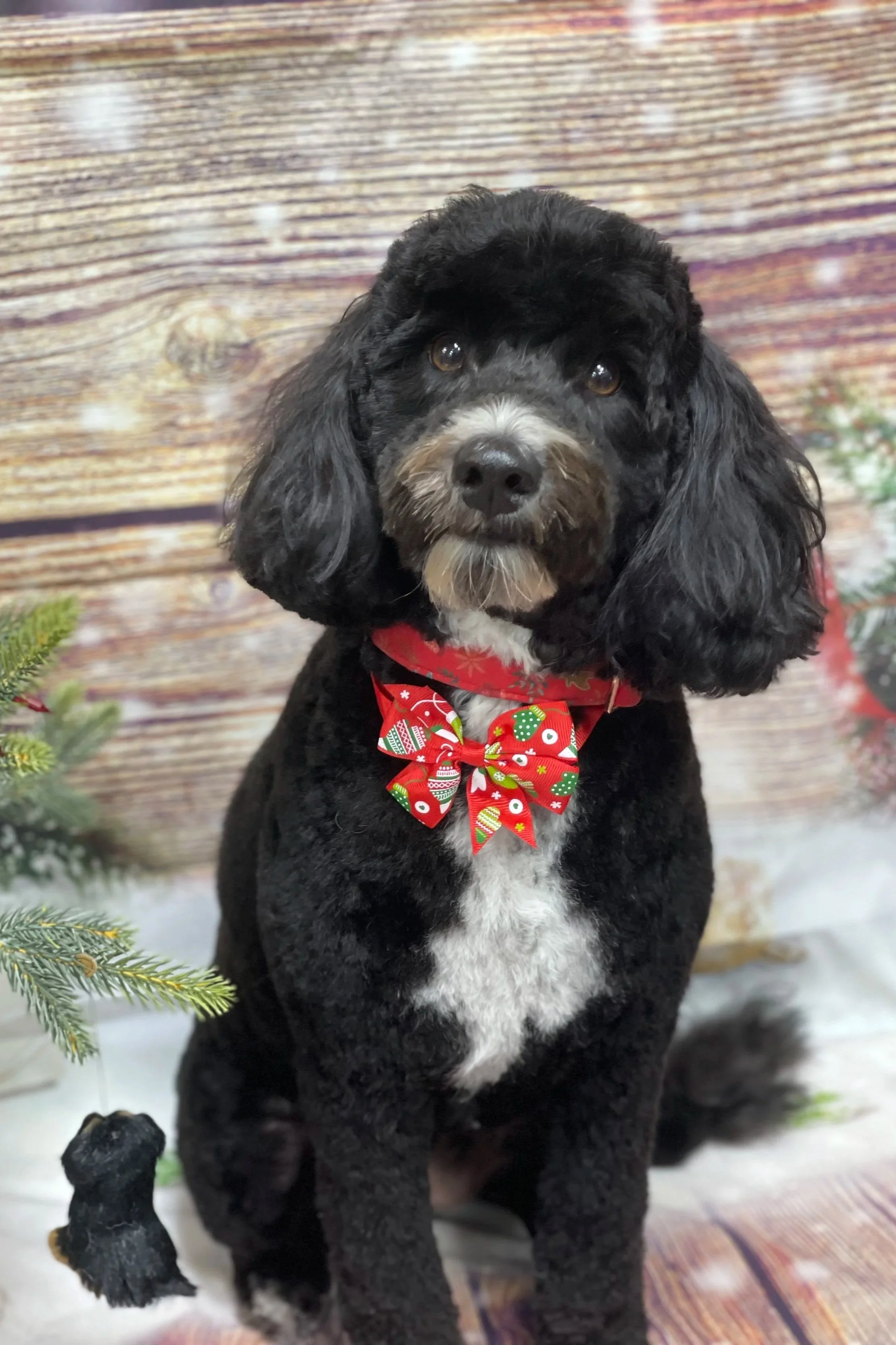 A black and brown dog with floppy ears and a white patch on its chest wearing a red Christmas bow tie, sitting on a wooden floor with a decorated Christmas tree branch and a rustic wood background.