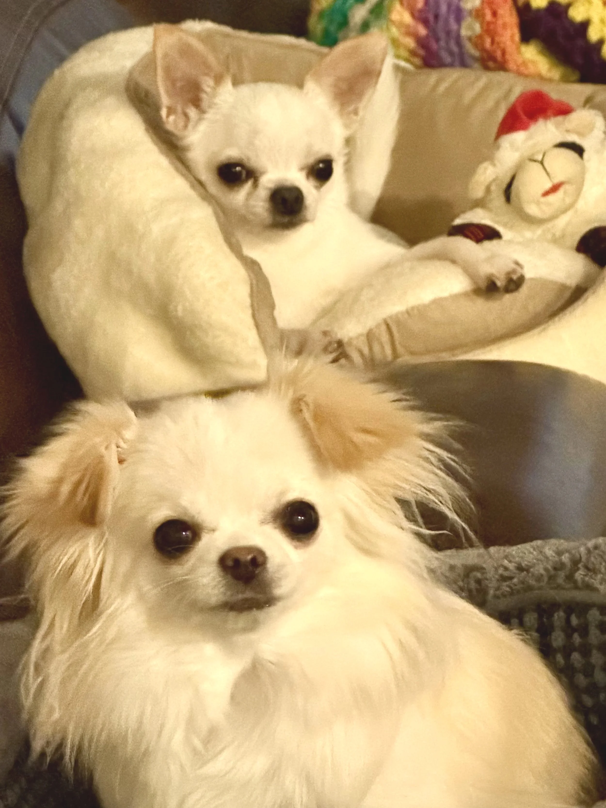 A small white dog with pointy ears and dark eyes lying on a fluffy surface, with a Christmas-themed stuffed animal nearby and a colorful knitted blanket in the background.