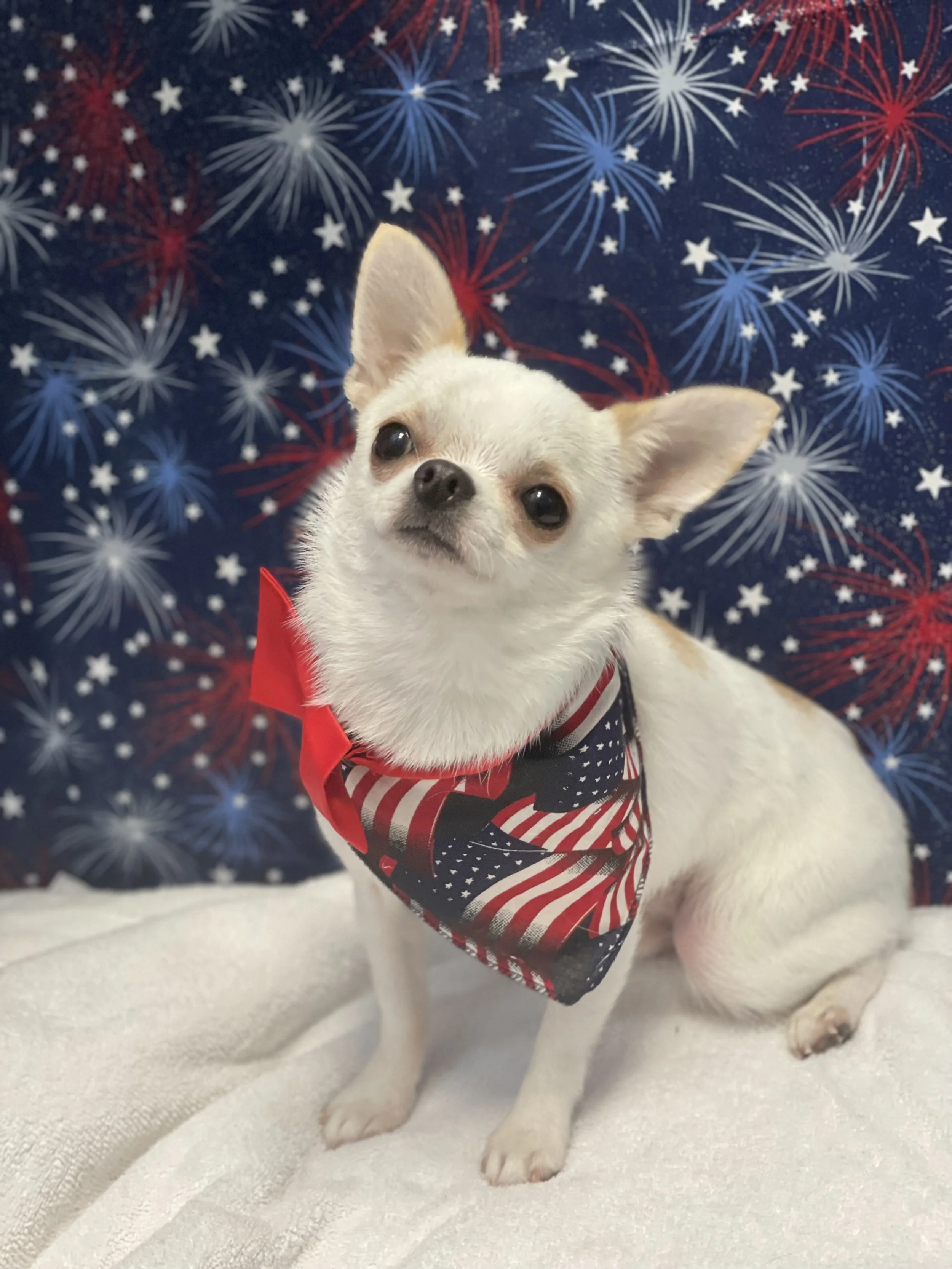 A small white dog with tan ears and dark eyes wearing a patriotic Halloween bandana in front of a backdrop decorated with red, white, and blue fireworks and stars.