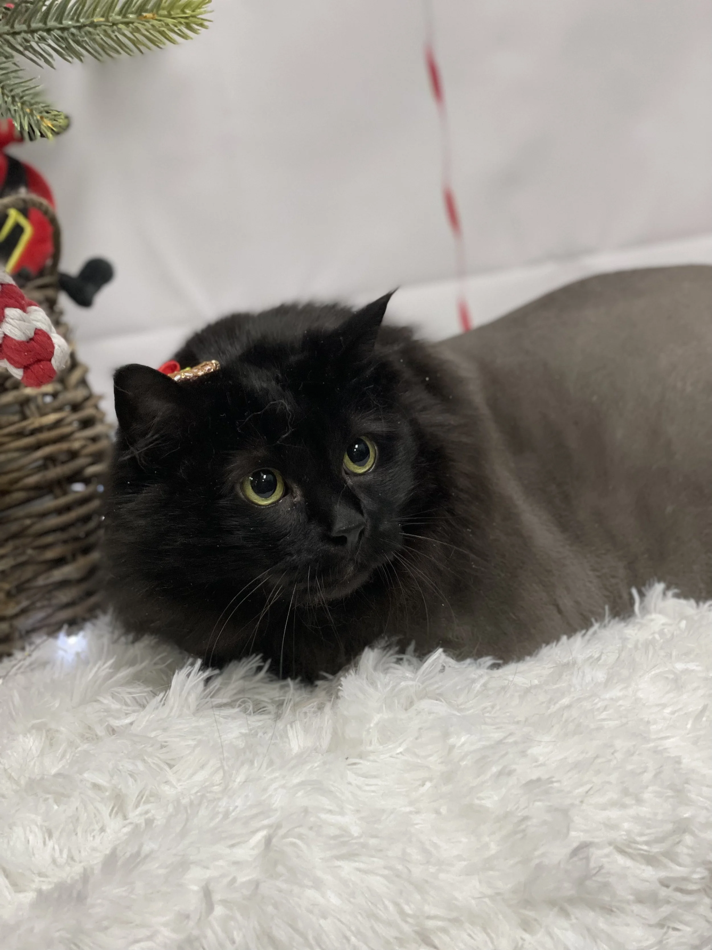 A sleek black cat relaxingly lounging on a plush white rug after a gentle feline grooming service in Guthrie, OK