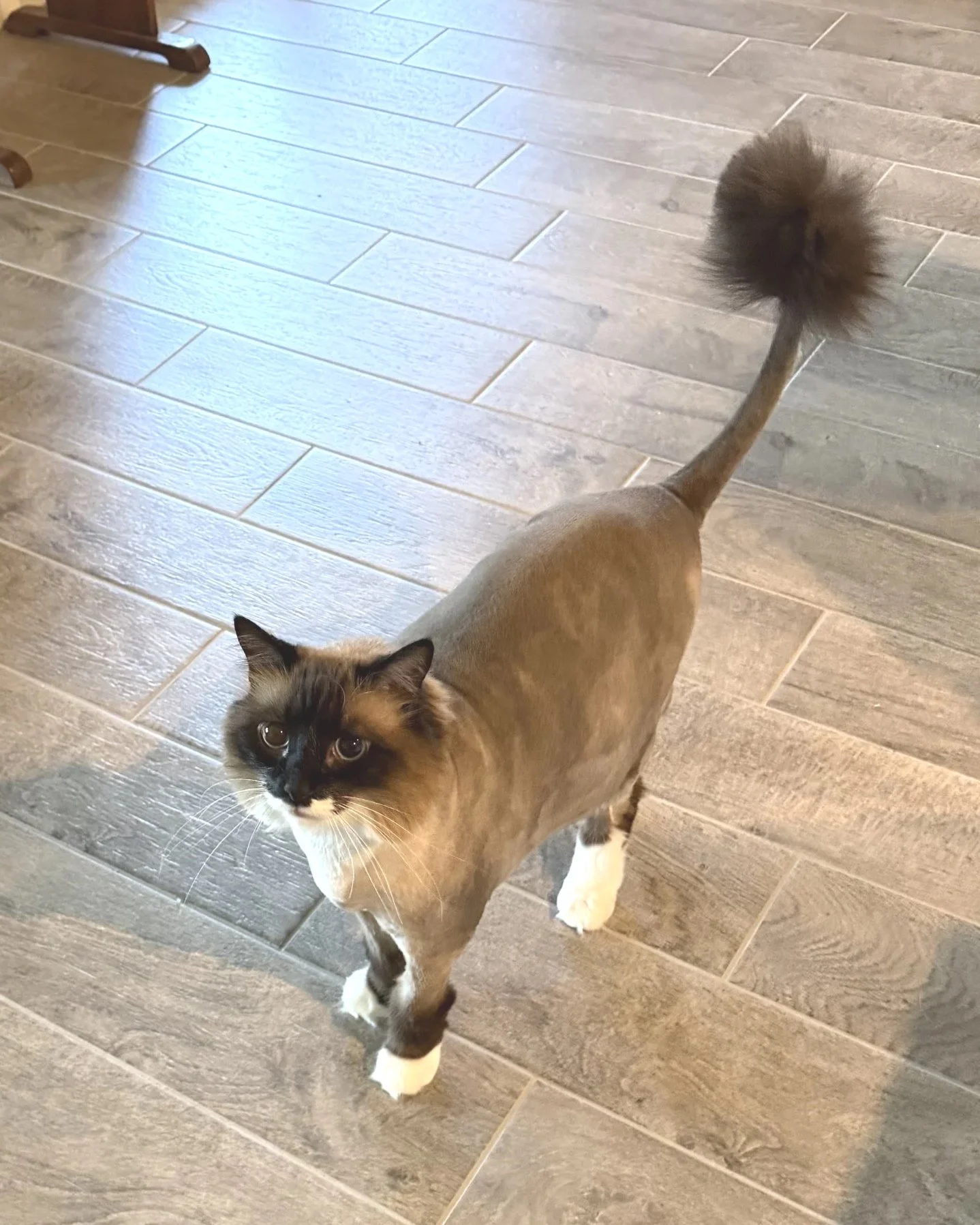 A Siamese and calico cat standing on a wooden floor, looking up at the camera with blue eyes and white paws.