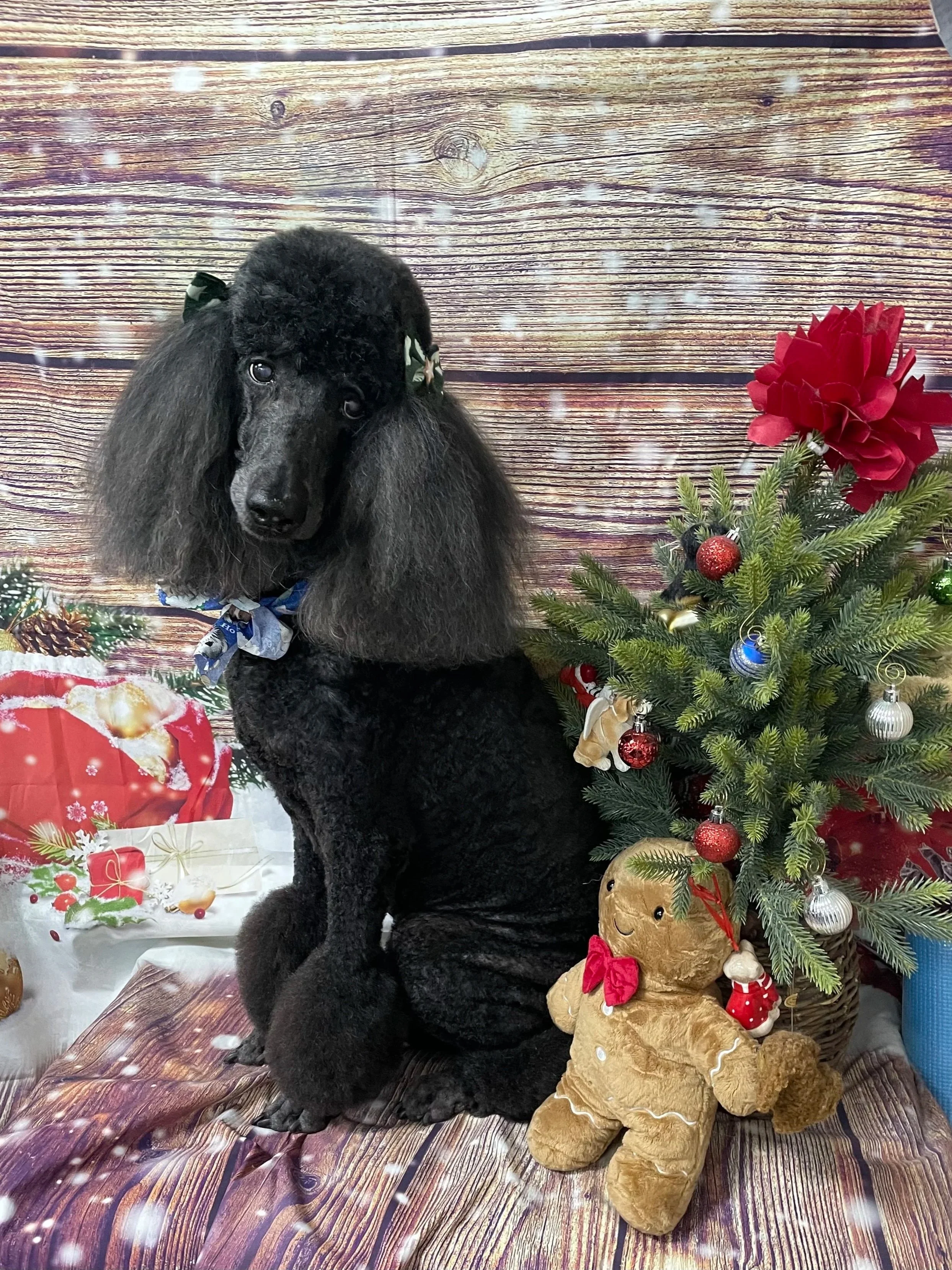 A black standard poodle sitting next to a small decorated Christmas tree with ornaments, a red poinsettia, and plush reindeer and elf toys on a festive backdrop with snow effect.