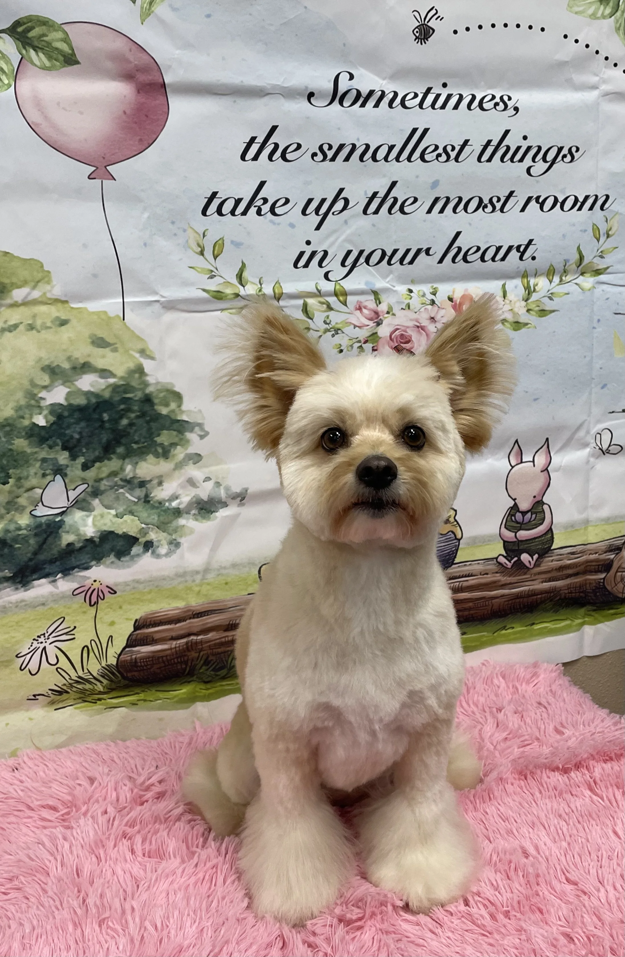 A small beige dog with large ears sitting on a pink fluffy rug in front of a colorful illustrated backdrop with a quote about small things in the heart, plants, and cartoon animals.
