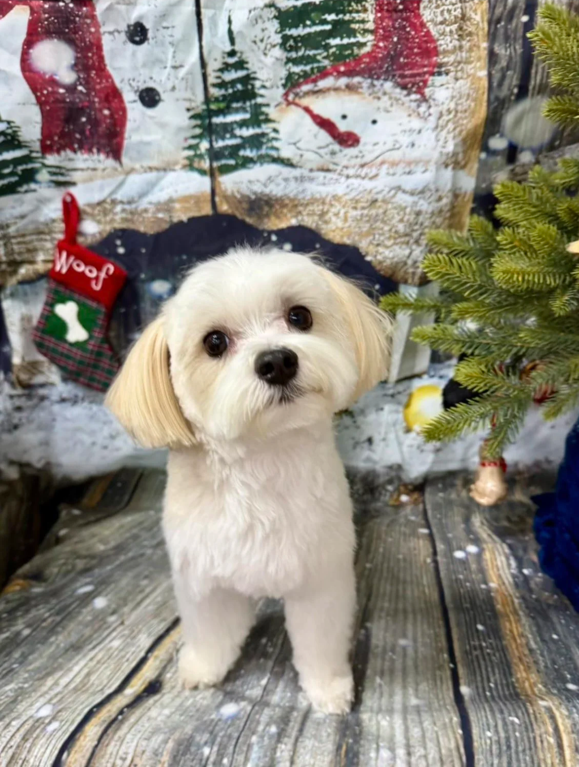A small white dog with floppy ears standing on a wooden deck in front of a festive holiday backdrop, partially visible Christmas tree to the right.