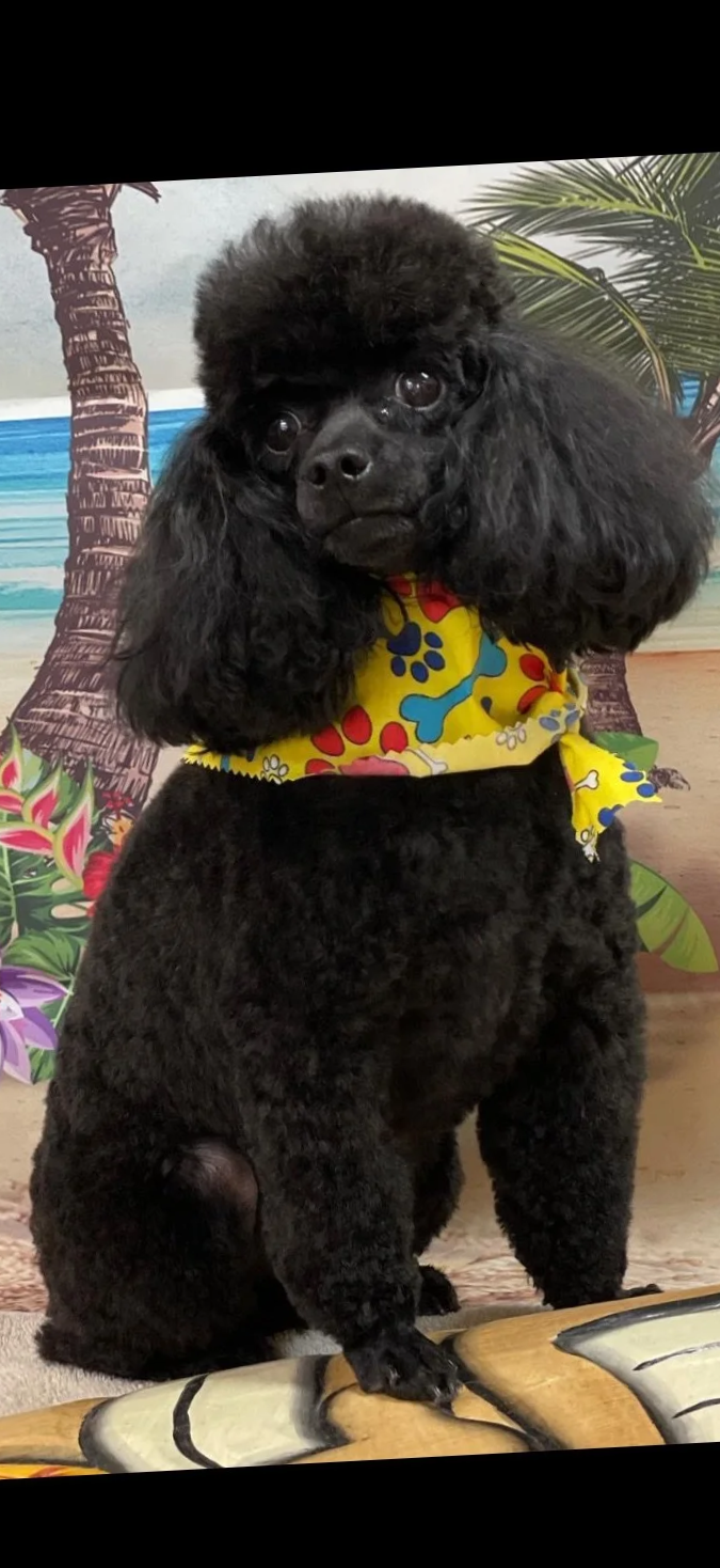 A black poodle with a fluffy topknot hairstyle wearing a colorful bandana with a floral and bone pattern, sitting in front of a tropical beach backdrop with palm trees and ocean.