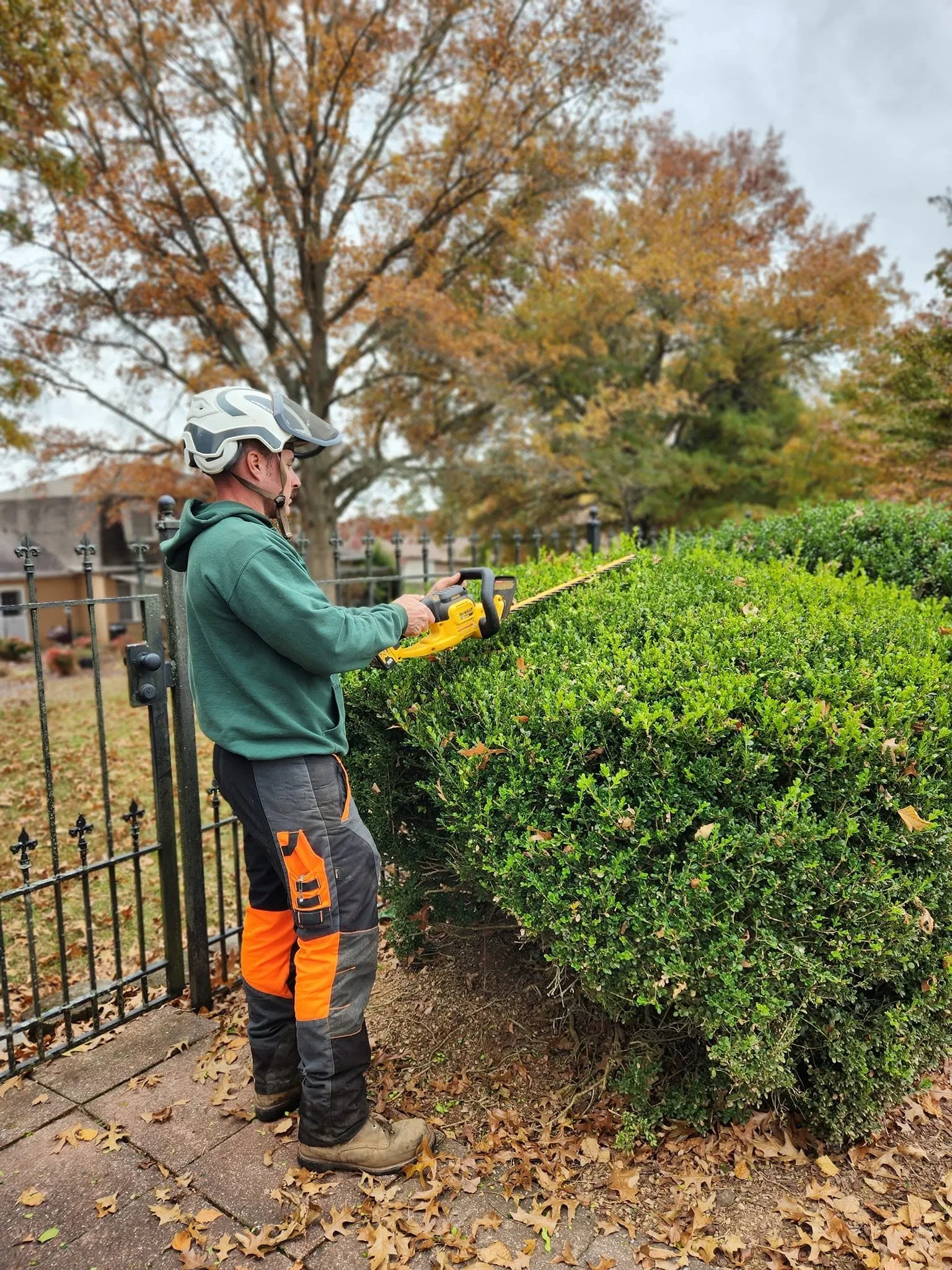 treeguytrimming.jpg