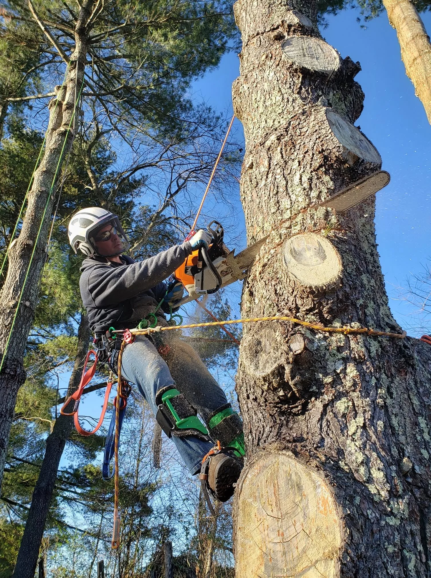 treeguyinaction2.jpg