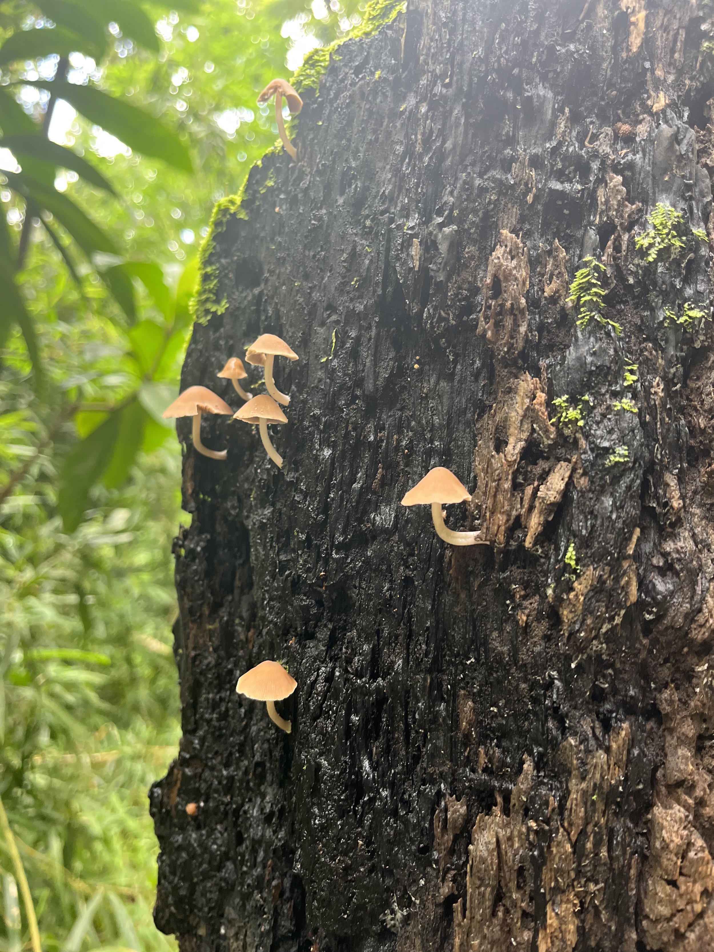 00. Fungi, the newest member of the family of energy manipulators.