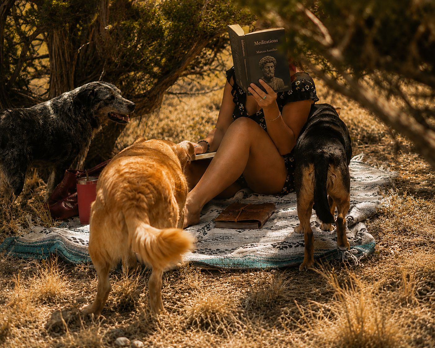 Quiet reading with the dogs