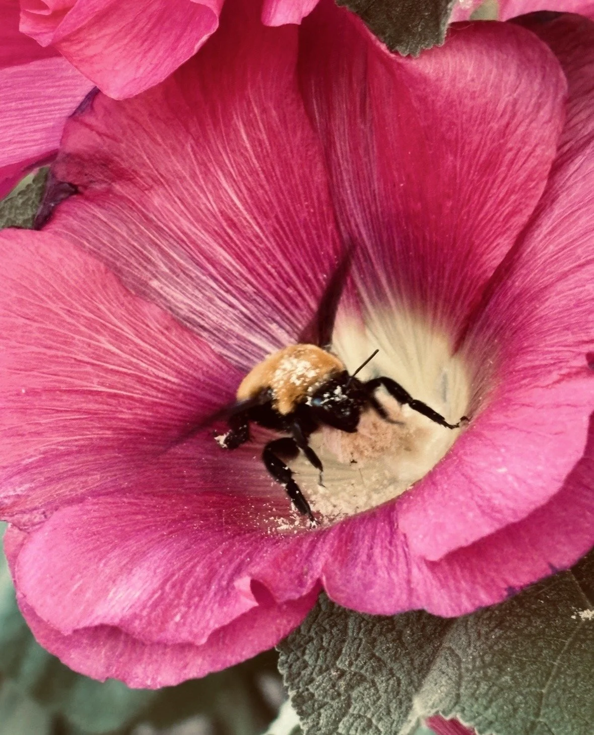 Bumble Bee in Hollyhawk