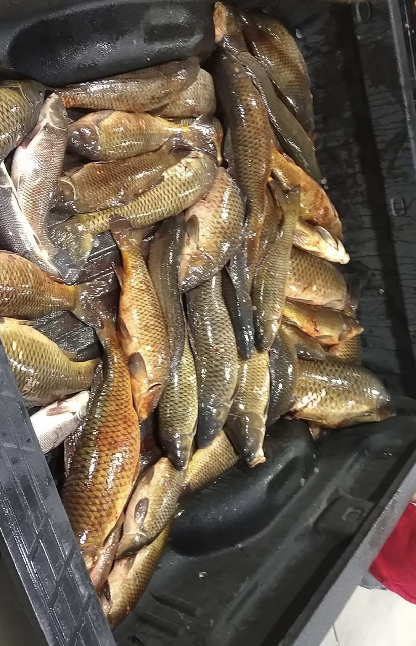 Several freshly caught fish, mostly brown and golden, piled in a black trunk.