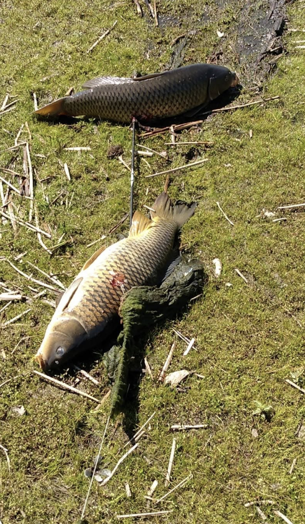 Two fish lying on grassy ground, attached to a stringer with a moss-covered log nearby.
