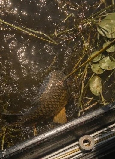 A fish floating in water near some green aquatic plants and a metallic object.