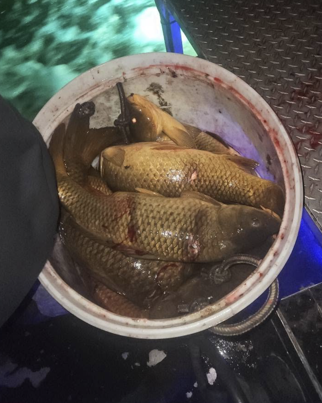 Bucket filled with large fish, with some blood visible on their bodies.