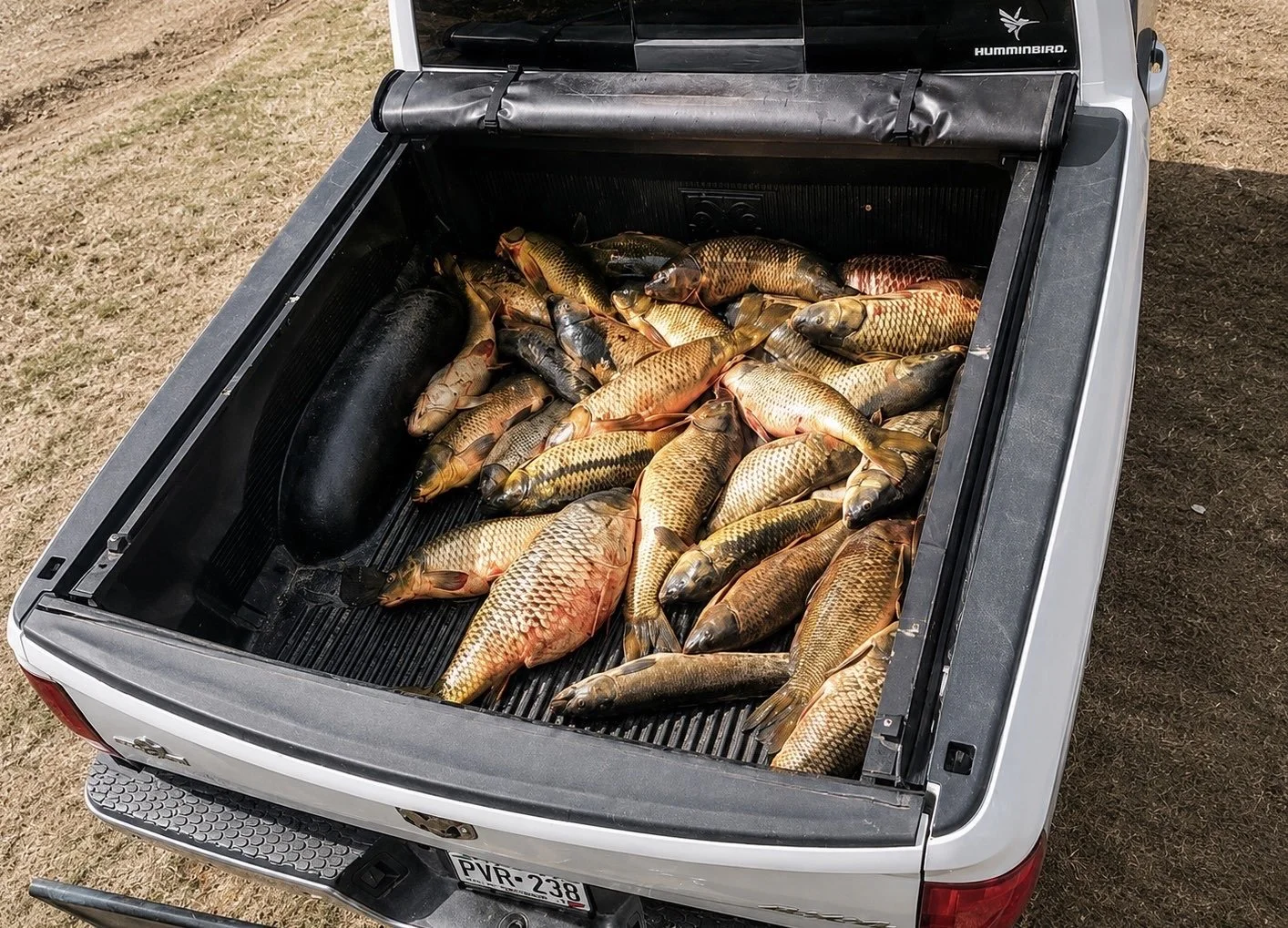 A pickup truck bed filled with freshly caught fish, including various sizes and types, lying on a black plastic liner.