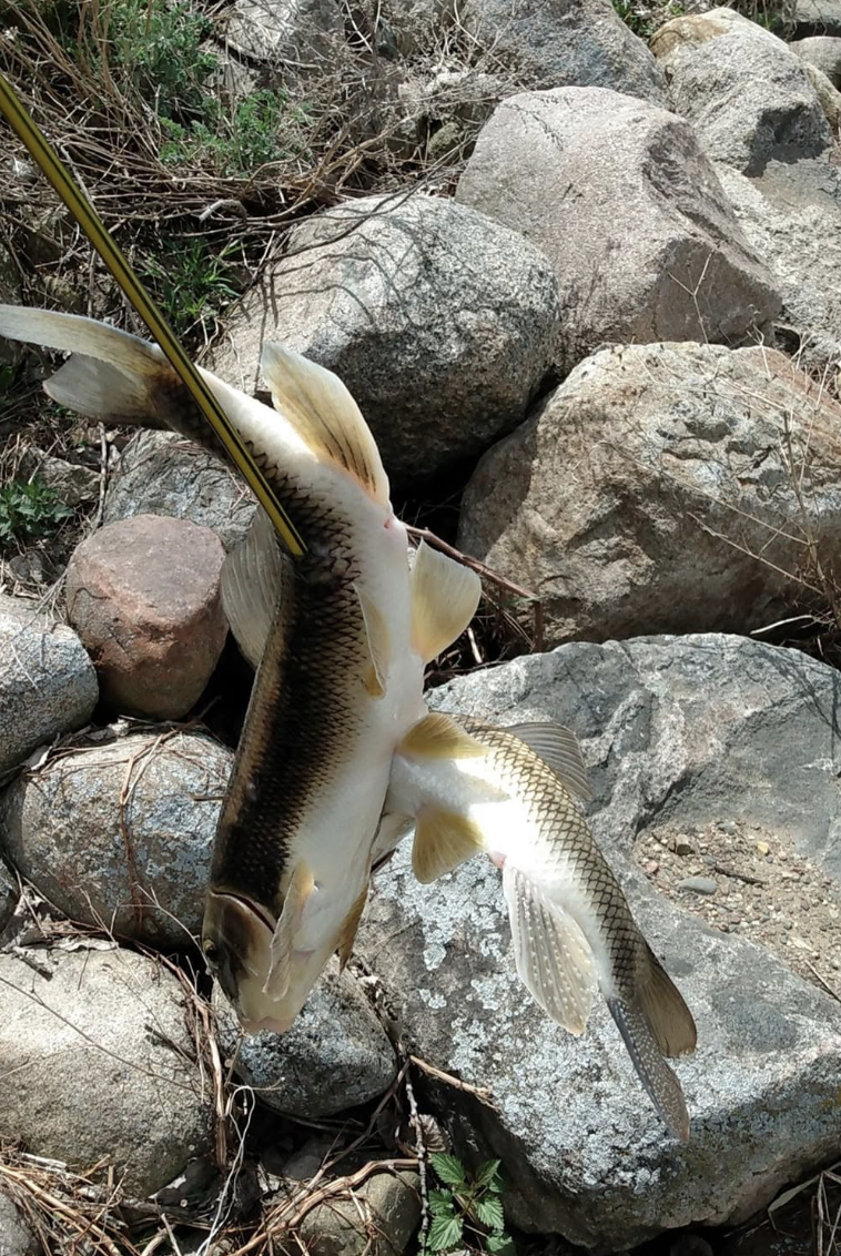 A fish caught on a yellow fishing pole, lying on rocks and dirt among some dry grass and small green plants.