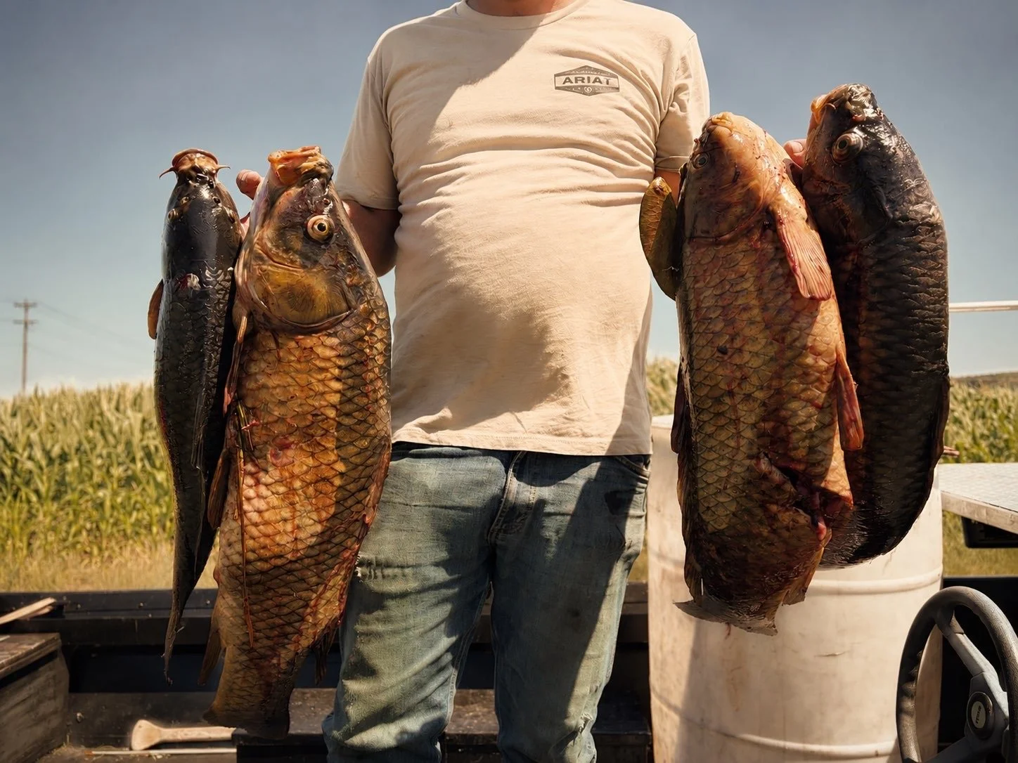 Person holding four large fish, two in each hand, outdoors in a field with clear sky.