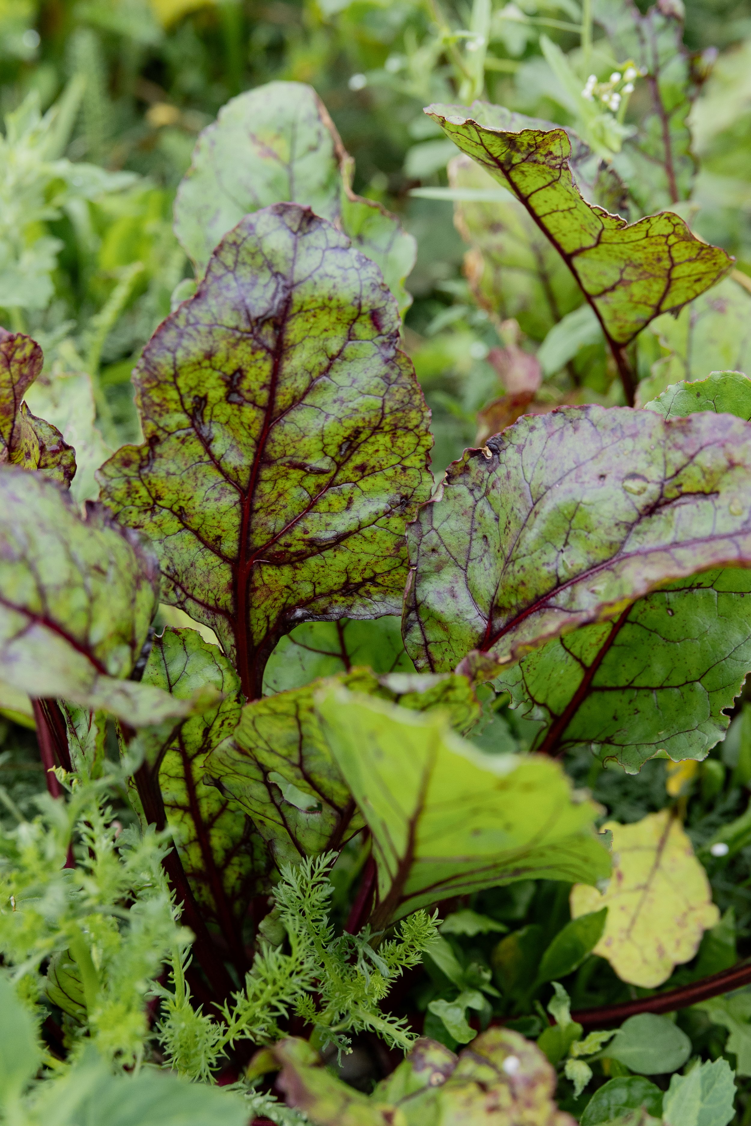 3 January Beetroot Sprading -13.jpg