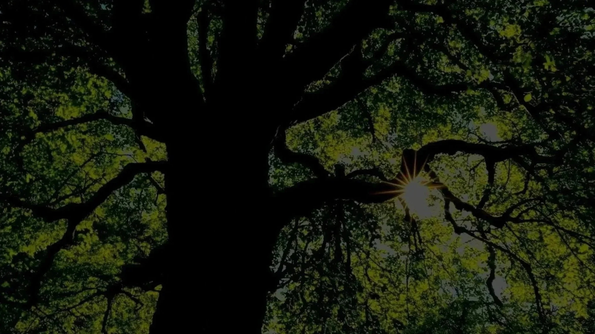 Looking up at the canopy of a large tree with sunlight filtering through the green leaves.