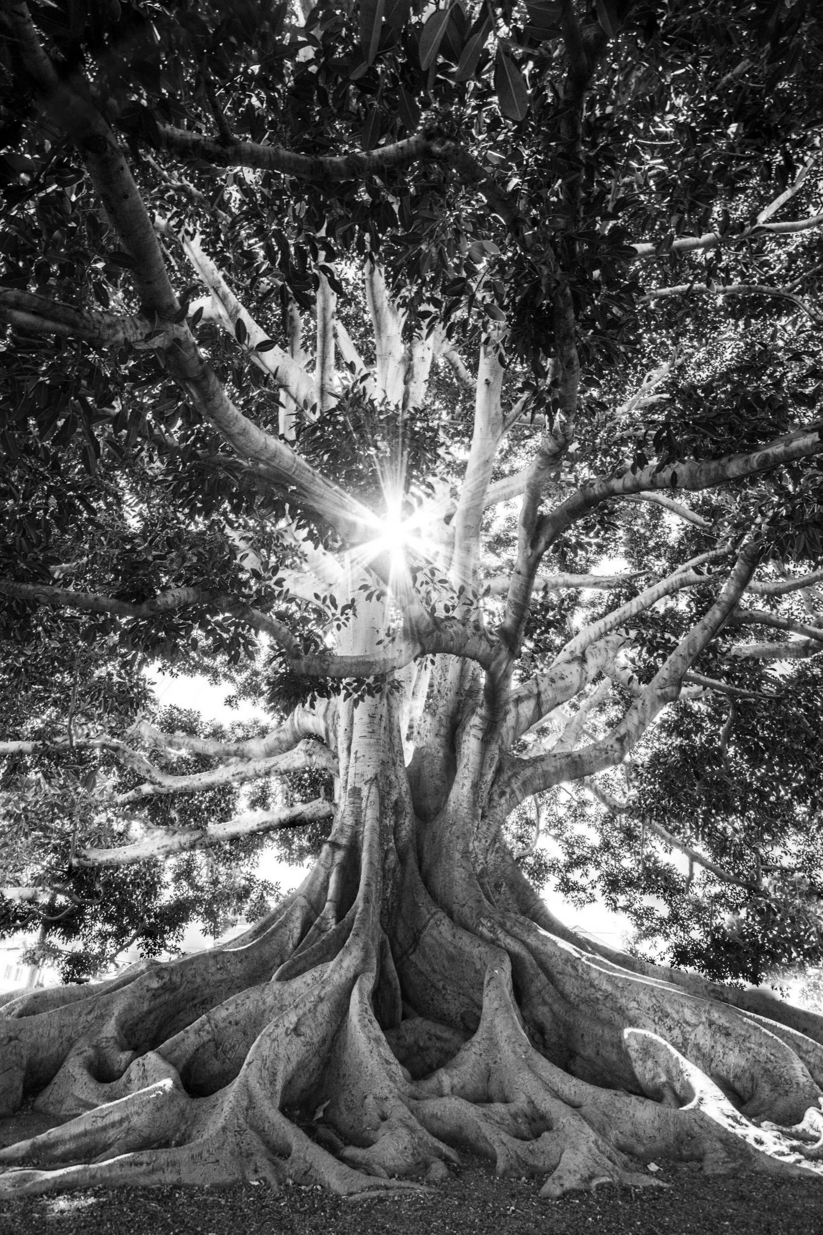 Black and white photo of a large, ancient tree with wide, twisting roots and dense foliage, sunlight shining through the leaves.