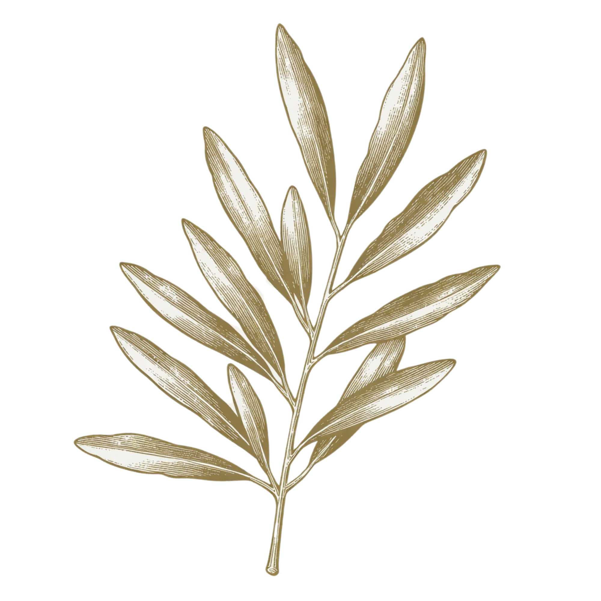 Illustration of a plant with elongated, pointed leaves in shades of beige and brown, set against a background with gradient colors including yellow and purple.