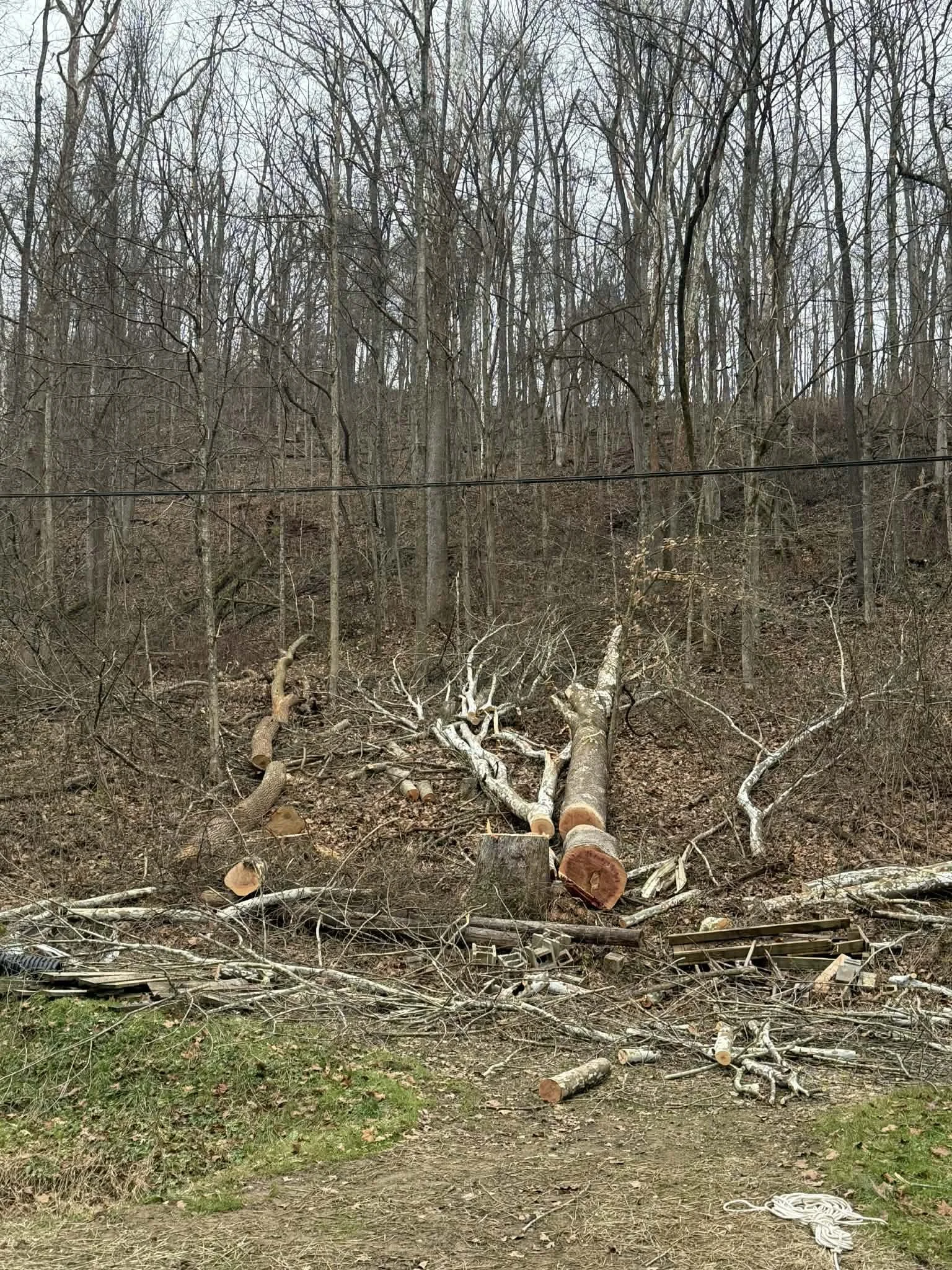 Barboursville, WV — Sycamore Removal, After
Large sycamore safely removed, with debris left on site at the homeowner’s request.