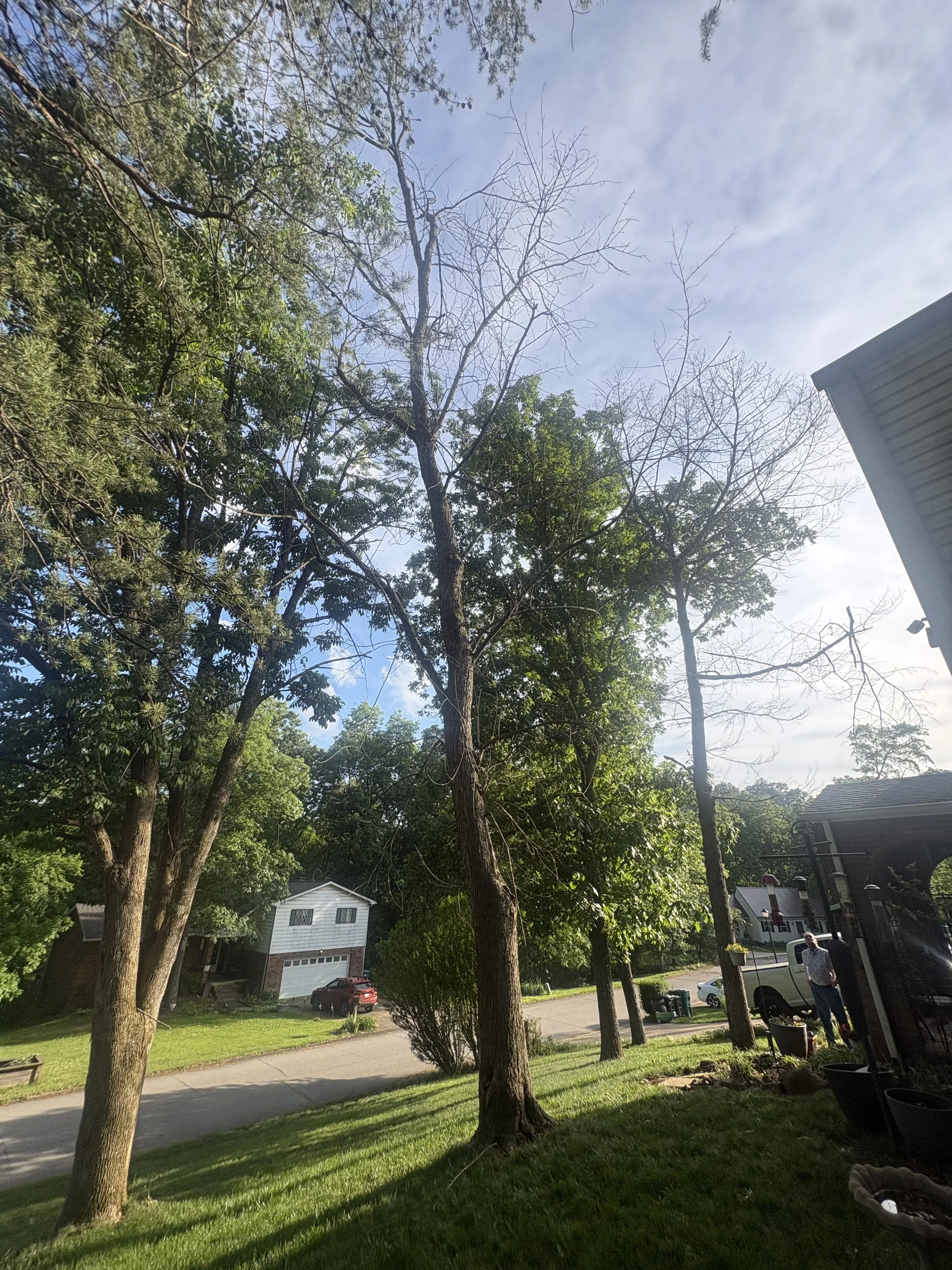 Cross Lanes, WV — Second Dead Maple, Before
Second dead maple near the residence before removal.