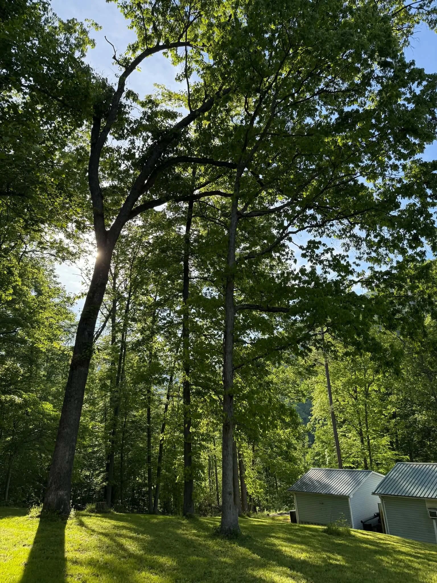 Sunlight filters through the green leaves of tall trees in a backyard with a grassy lawn. There are two small white outbuildings with metal roofs on the right side.