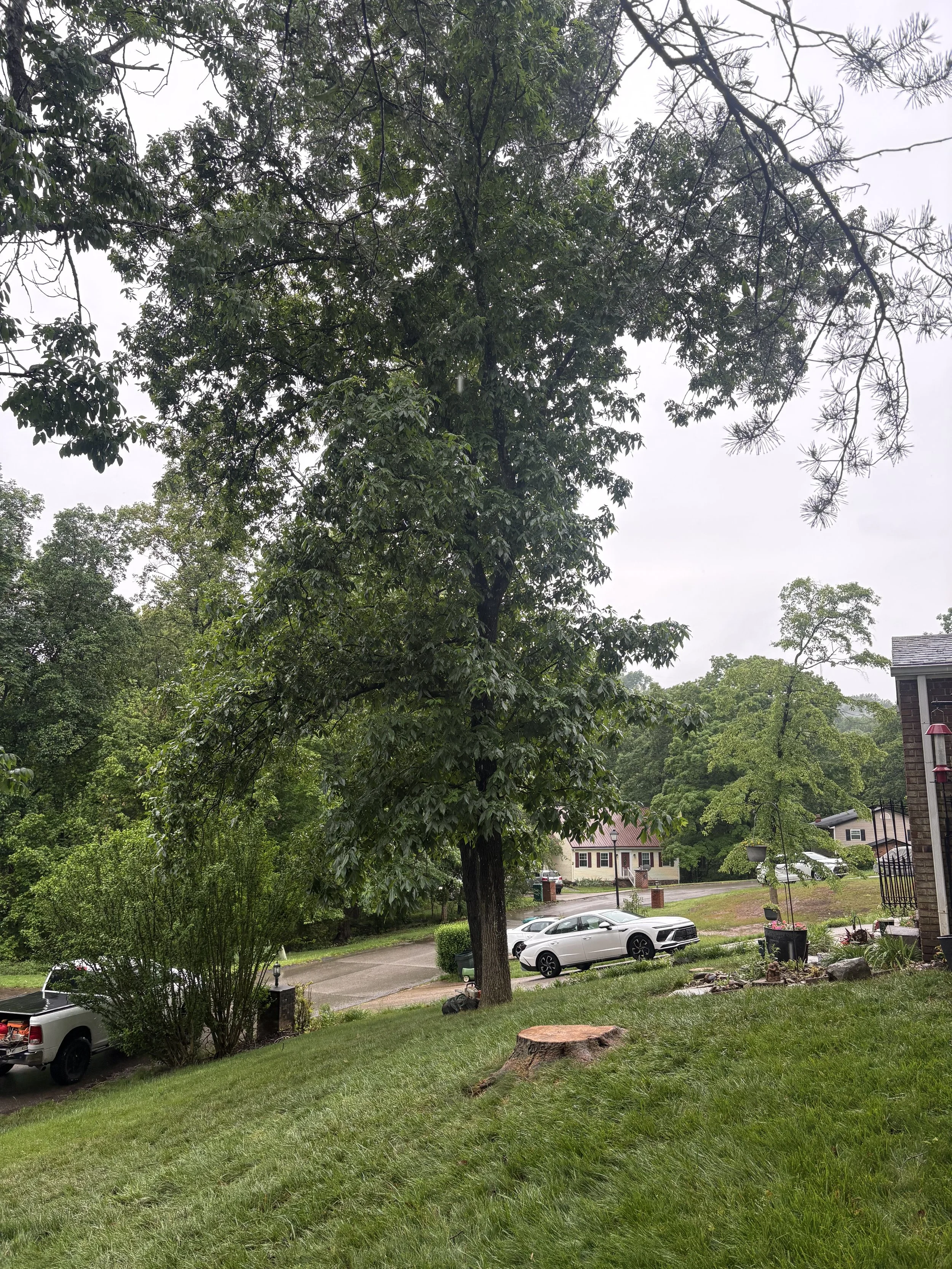 Cross Lanes, WV — Second Dead Maple, After
Property after the second dead maple was safely removed.
