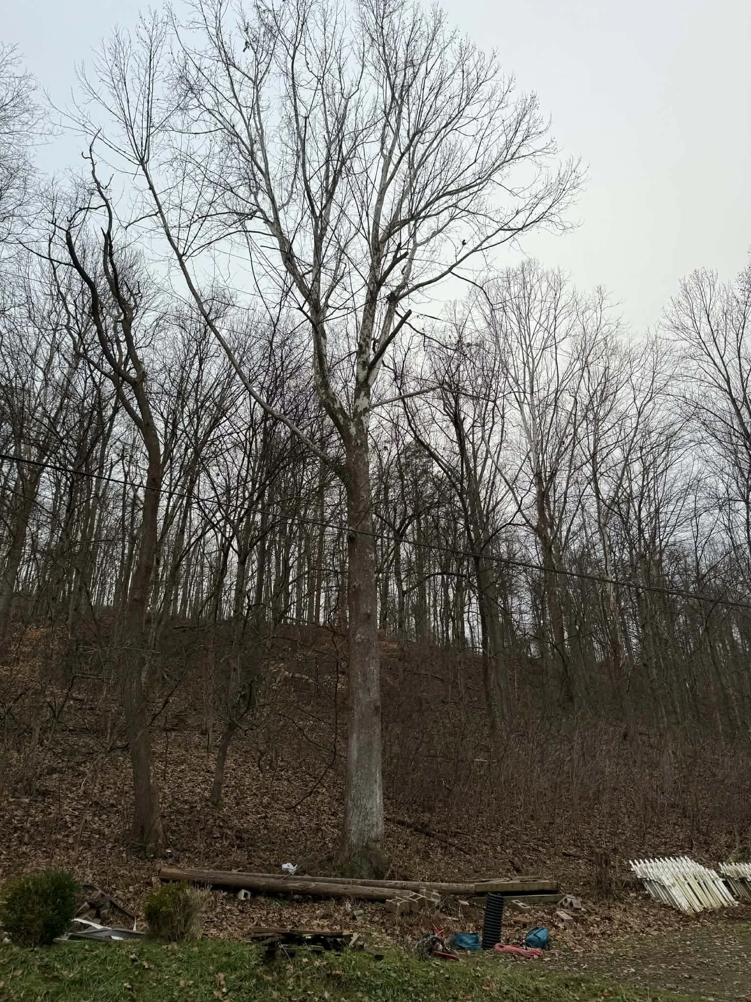 Barboursville, WV — Decaying Sycamore, Before
Large declining sycamore before removal.