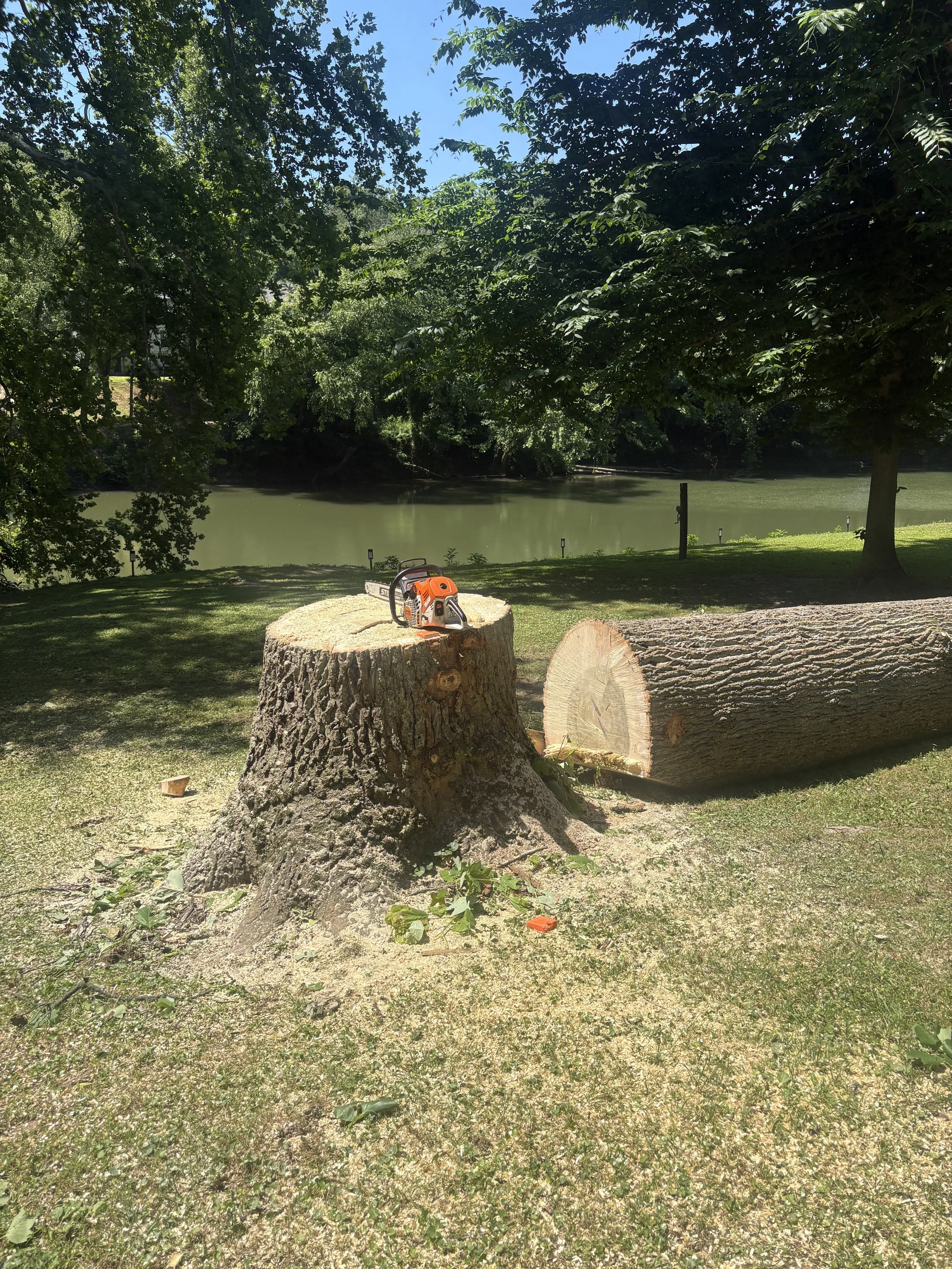 A park scene with a large tree stump in the foreground, an orange and black chainsaw resting on top, a fallen log to the right, a grassy area, a river with green water in the background, surrounded by lush trees under a clear blue sky.
