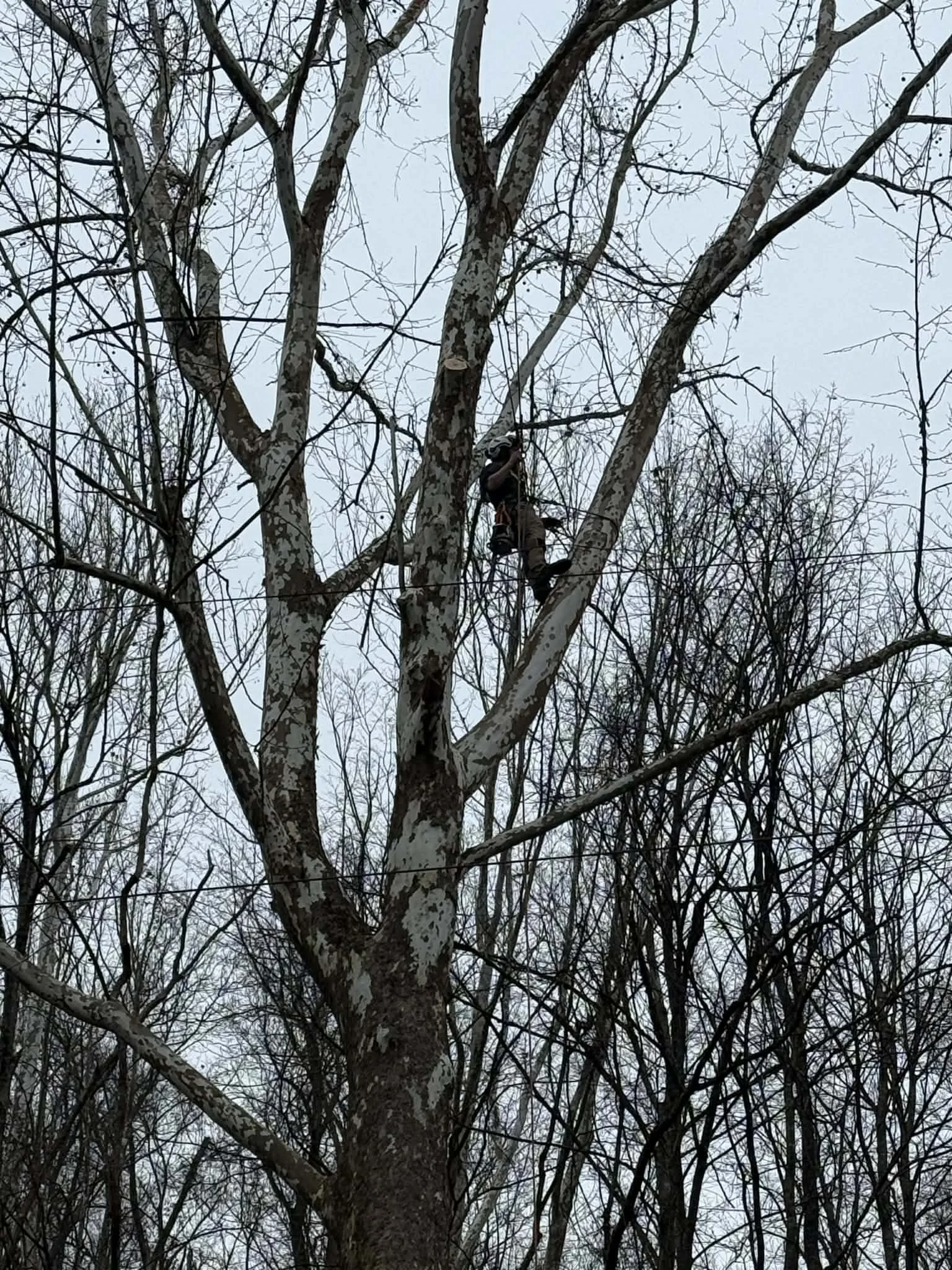 Barboursville, WV — Sycamore Removal in Progress
Controlled removal of the large decaying sycamore.