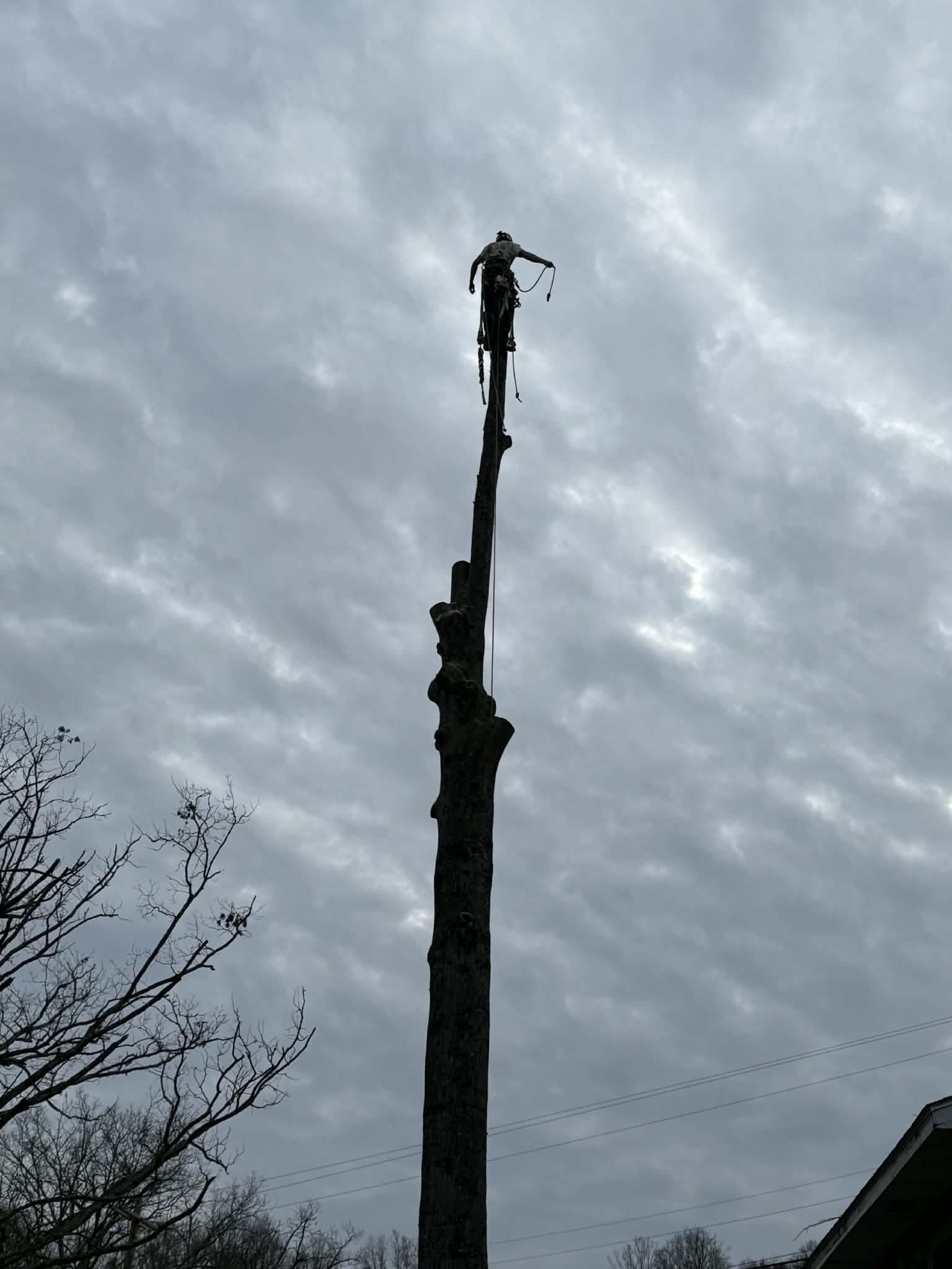 A large sugar maple that had obvious signs of decay. Safely removed in a small yard on a tight street.