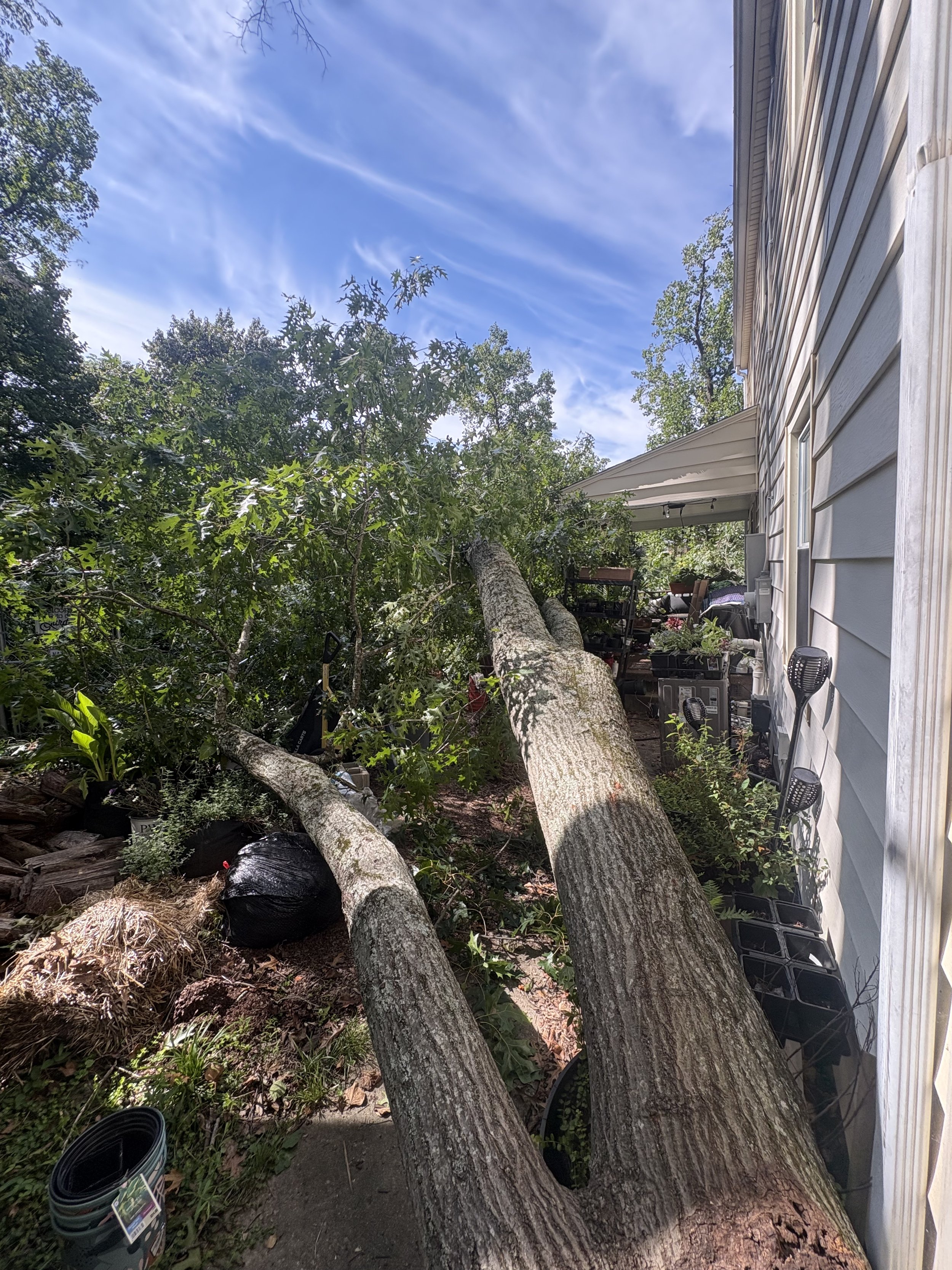 South Charleston, WV — Pin Oak Failure, Before
Large union failure from a pin oak narrowly missed the home.