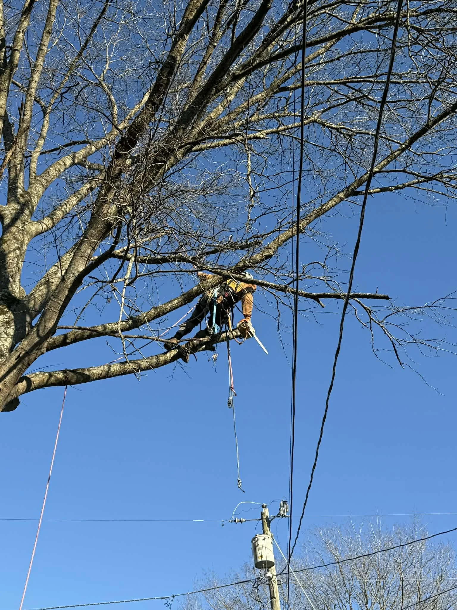 an arborist limb walking over high voltage power lines to remove the tree safely in charleston wv
