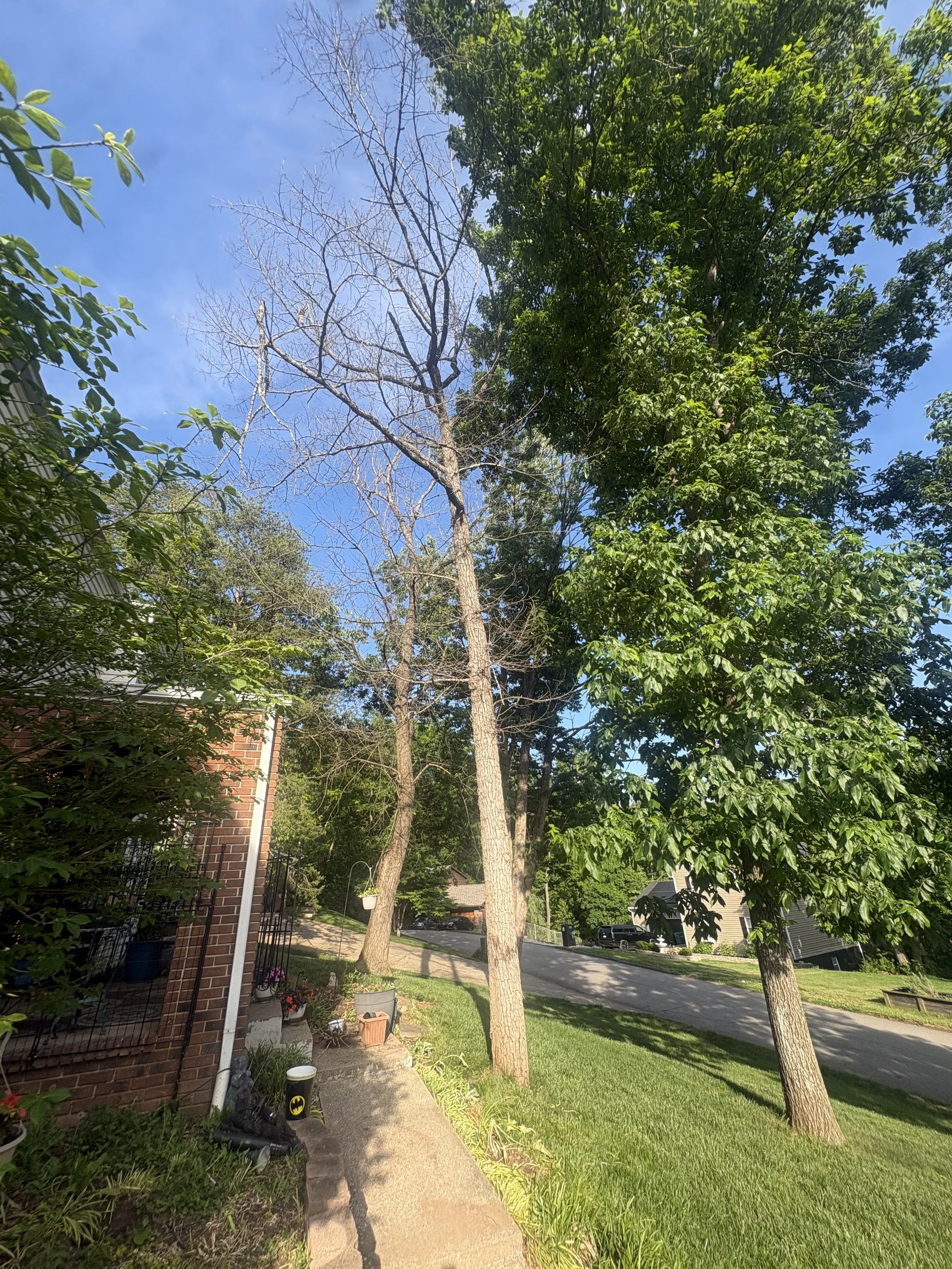 Cross Lanes, WV — Dead Maple Removal, Before
Dead maple positioned near the home before removal.