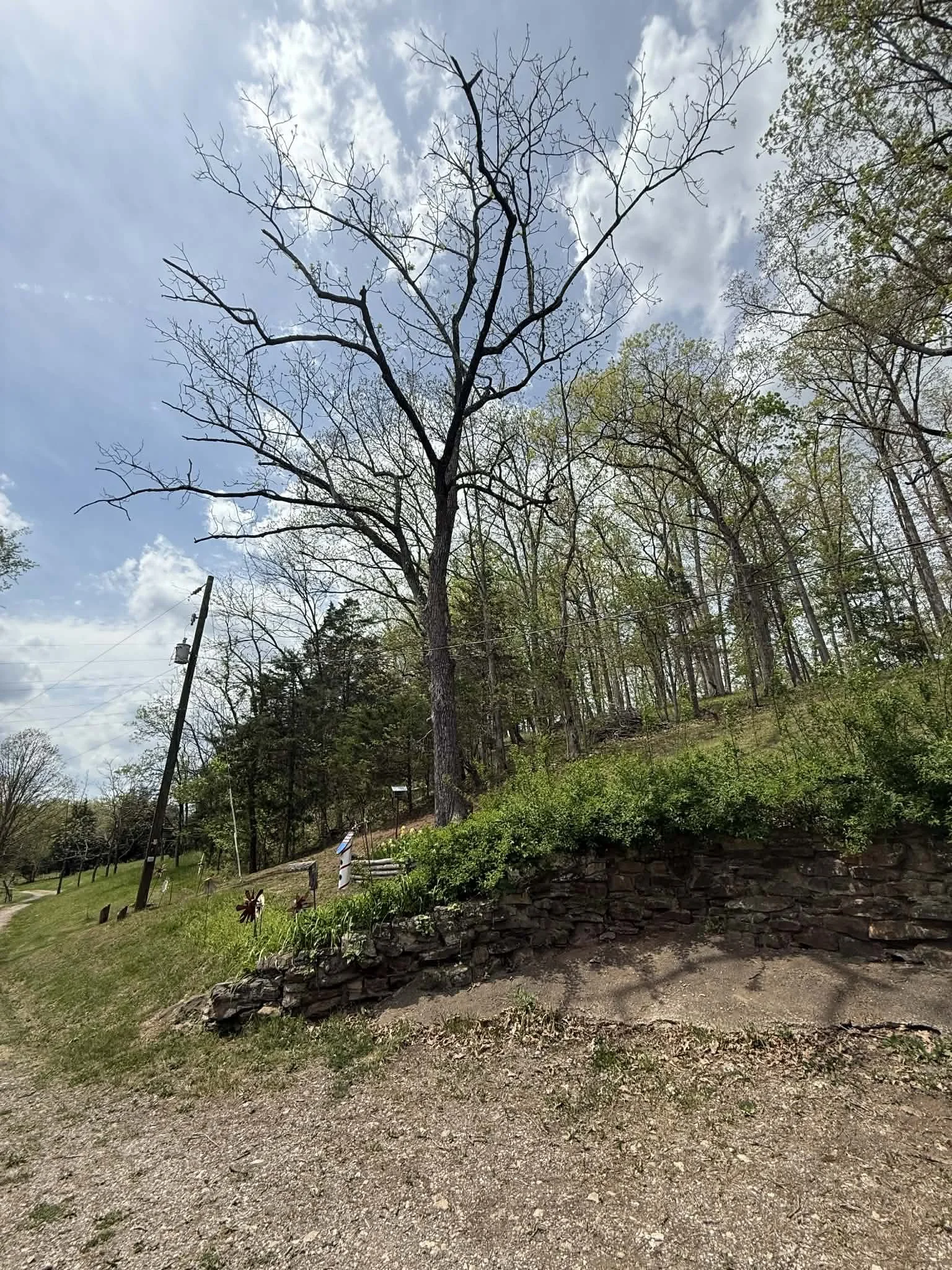 Buffalo, WV — Dead Walnut Removal, Before
Dead walnut tree located near power lines before removal.