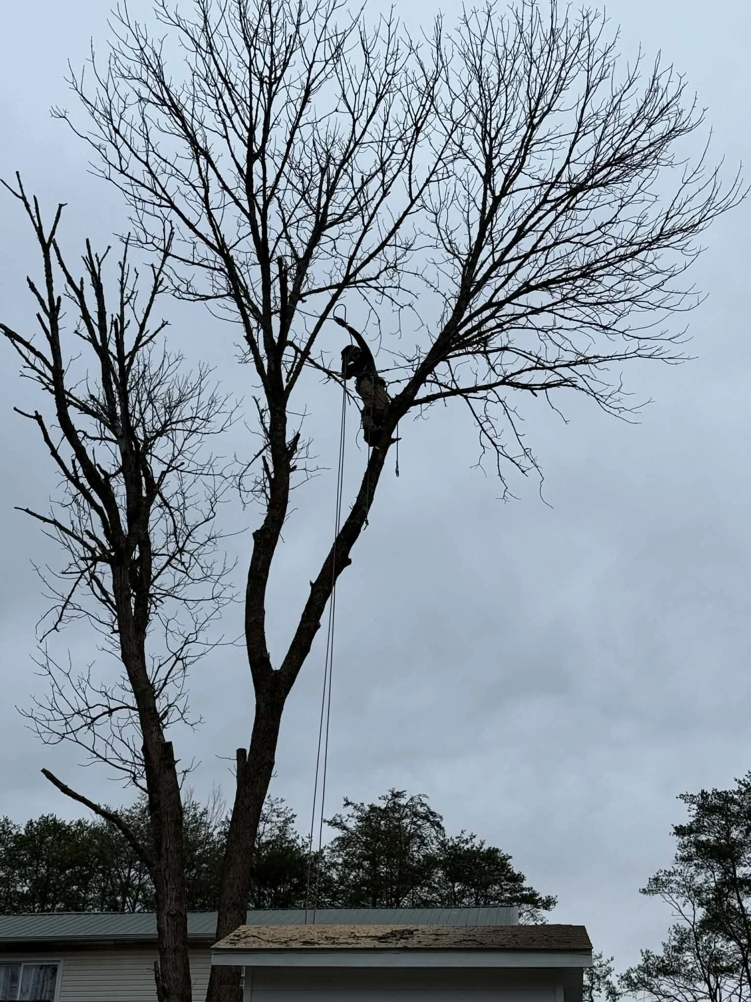 A tall, leafless tree with multiple branches extending upward, situated near a house with a sloped roof. The sky in the background appears overcast, and there are other trees in the distance.